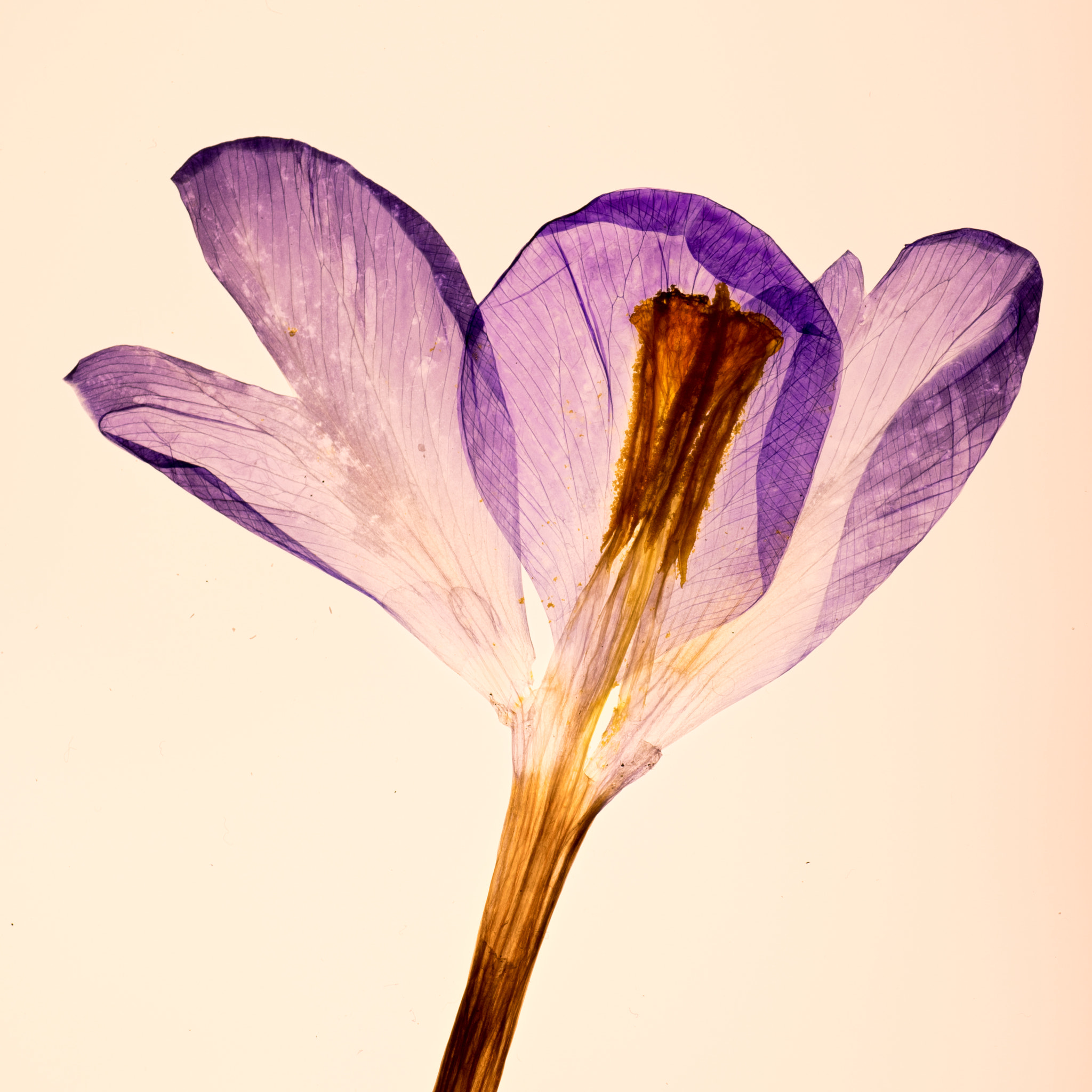 Nikon D500 sample photo. Spring flowers photography