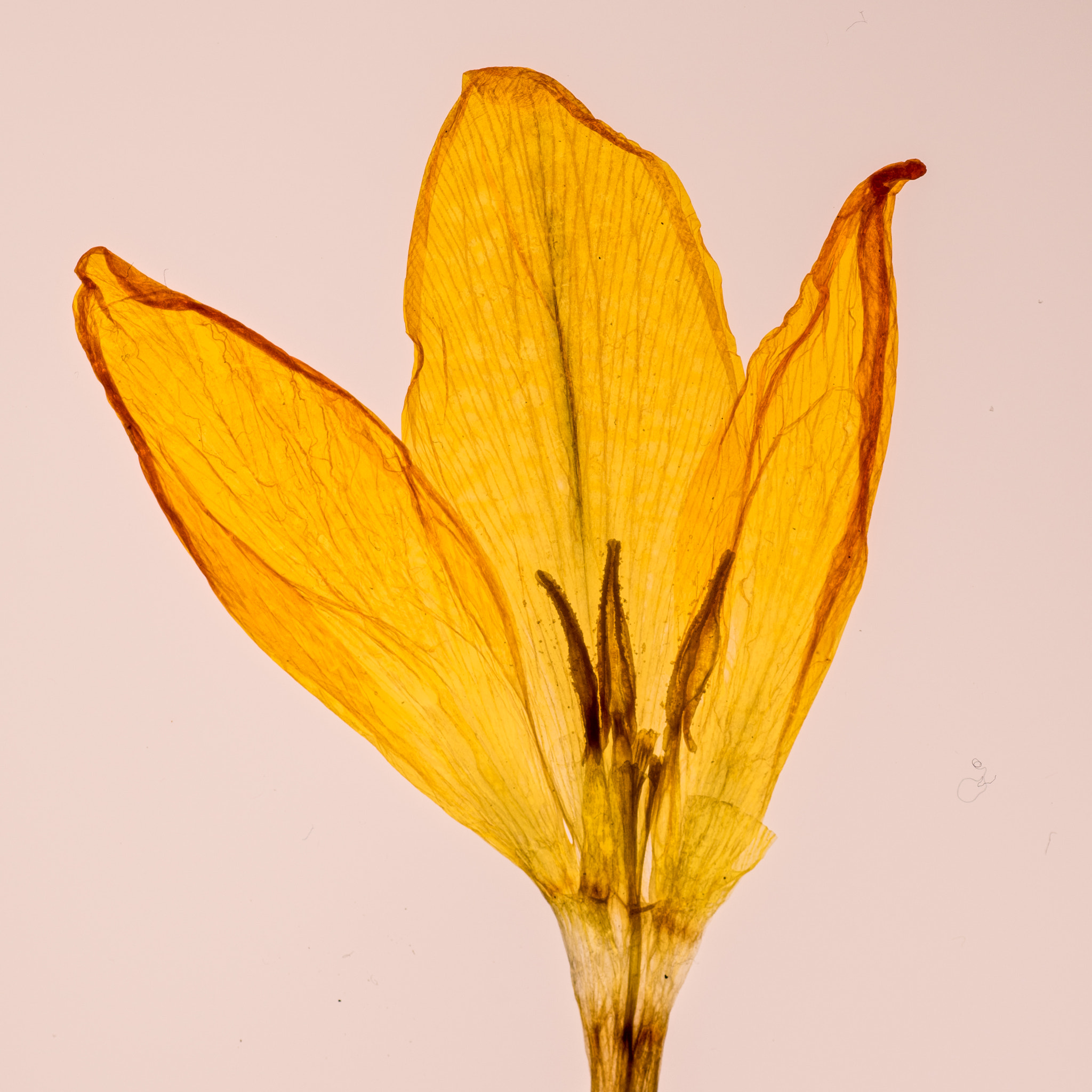 Nikon D500 sample photo. Spring flowers photography