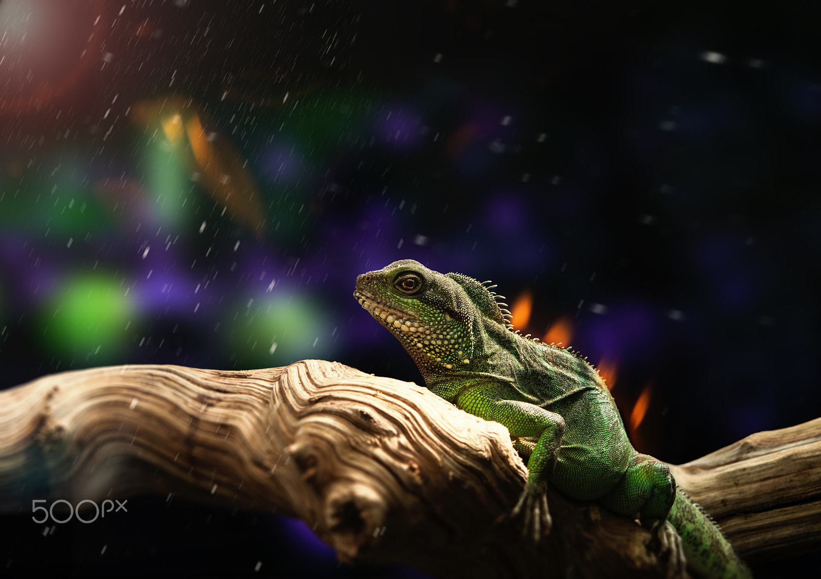 Nikon AF-S Micro-Nikkor 60mm F2.8G ED sample photo. Lizard iguana on a branch photography