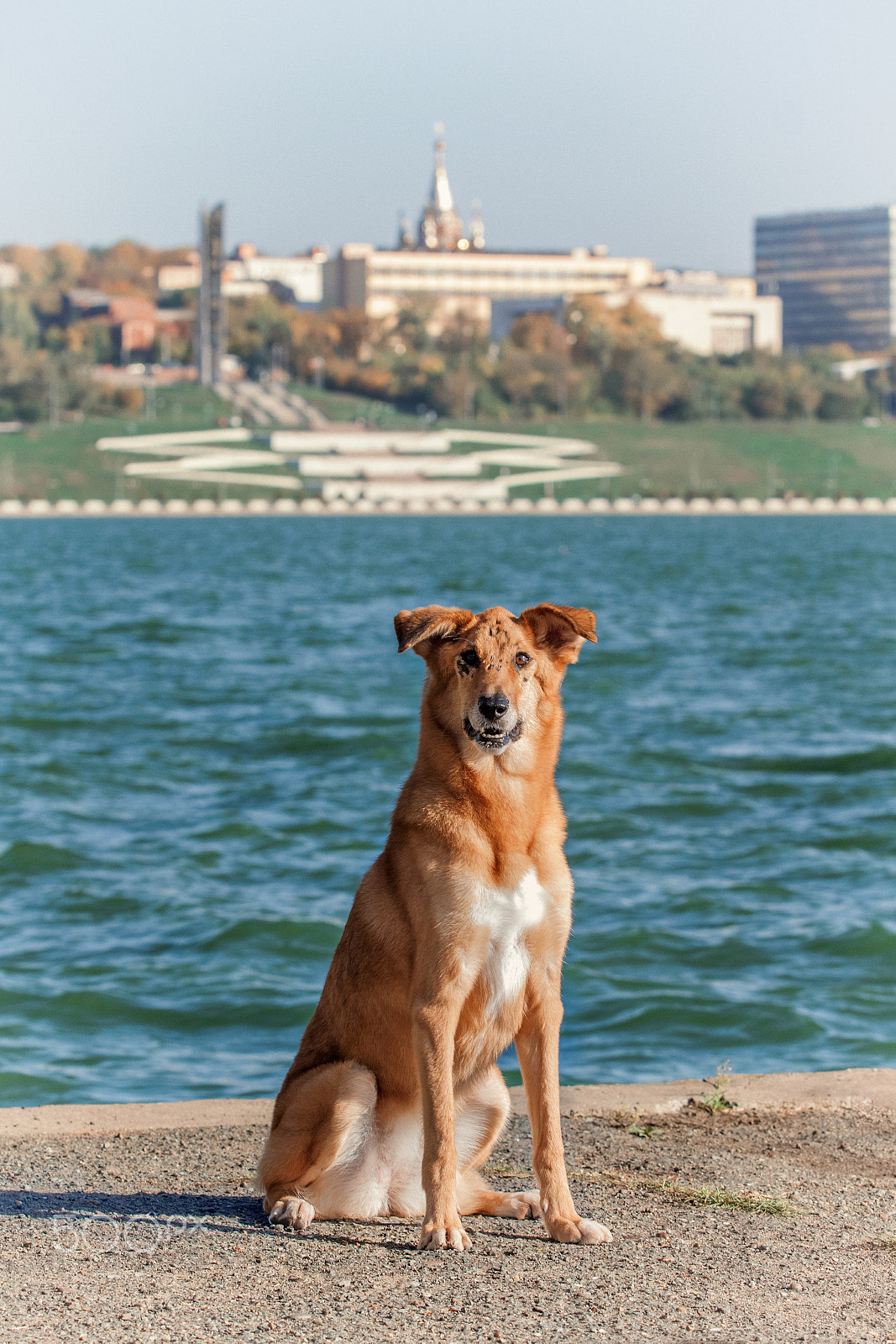 Canon EOS 50D + Canon EF 70-200mm F2.8L USM sample photo. The dog morkovka on the waterfront photography