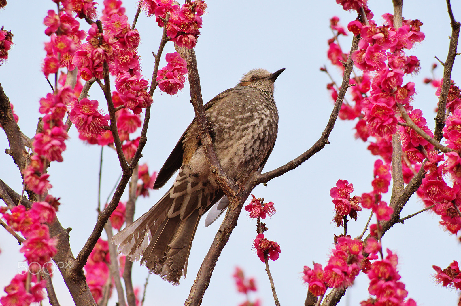 Pentax KP + HD Pentax DA 55-300mm F4.0-5.8 ED WR sample photo. Plum dreams photography