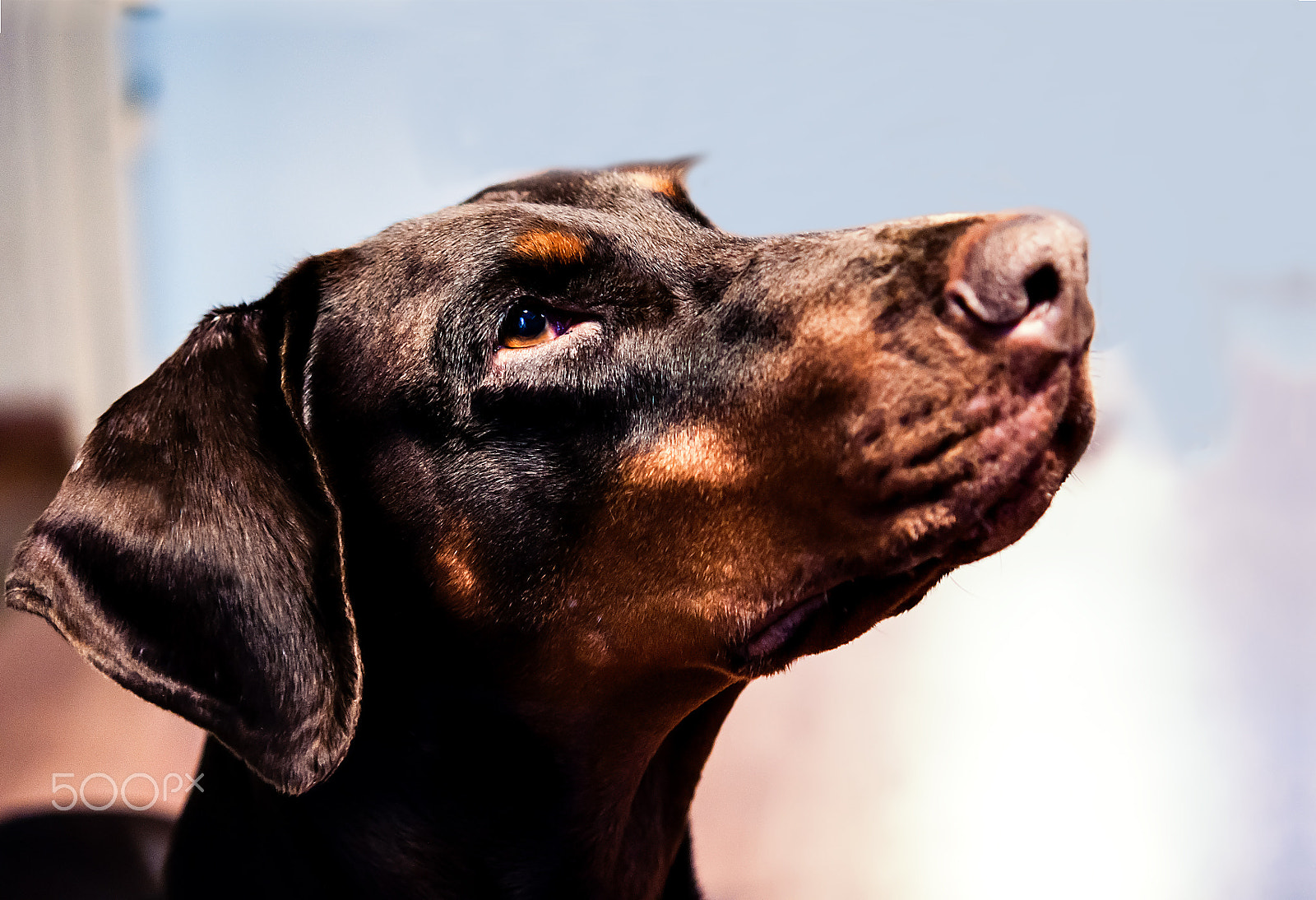 Nikon AF-S Micro-Nikkor 60mm F2.8G ED sample photo. The doberman pinscher or dobermann, dog photography