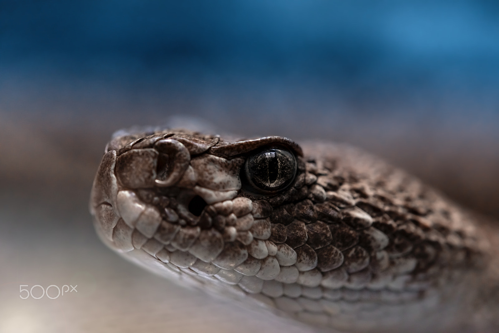 Nikon D800 sample photo. The rattlesnake, close-up photography