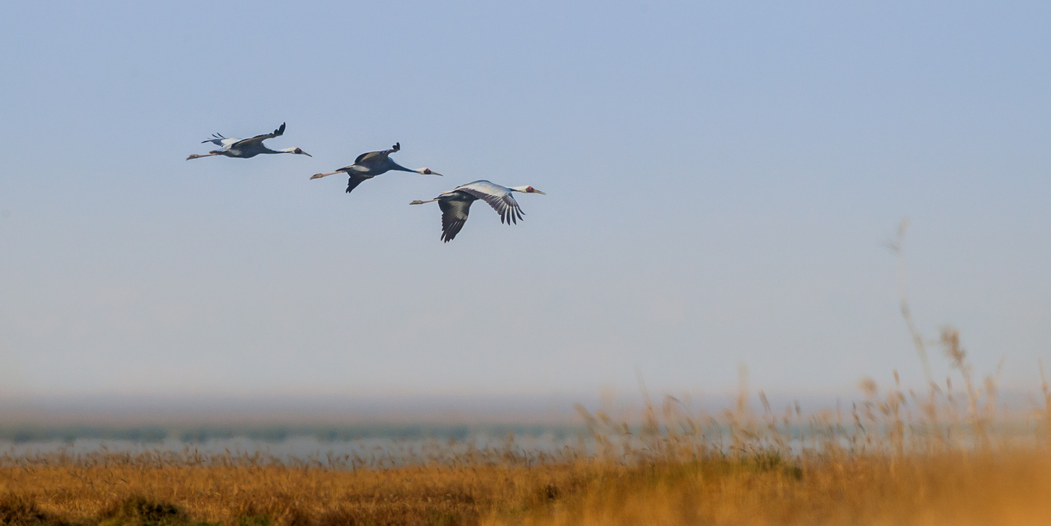 Canon EF 600mm F4L IS II USM sample photo