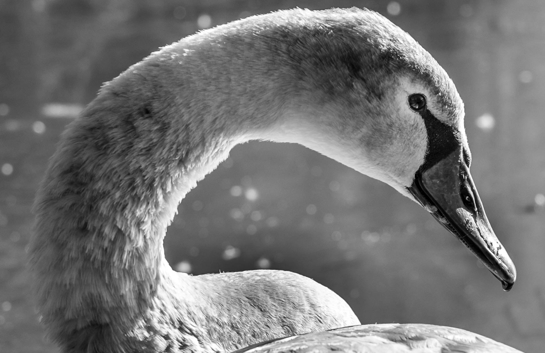 Fujifilm X-T10 sample photo. Juvenile swan photography