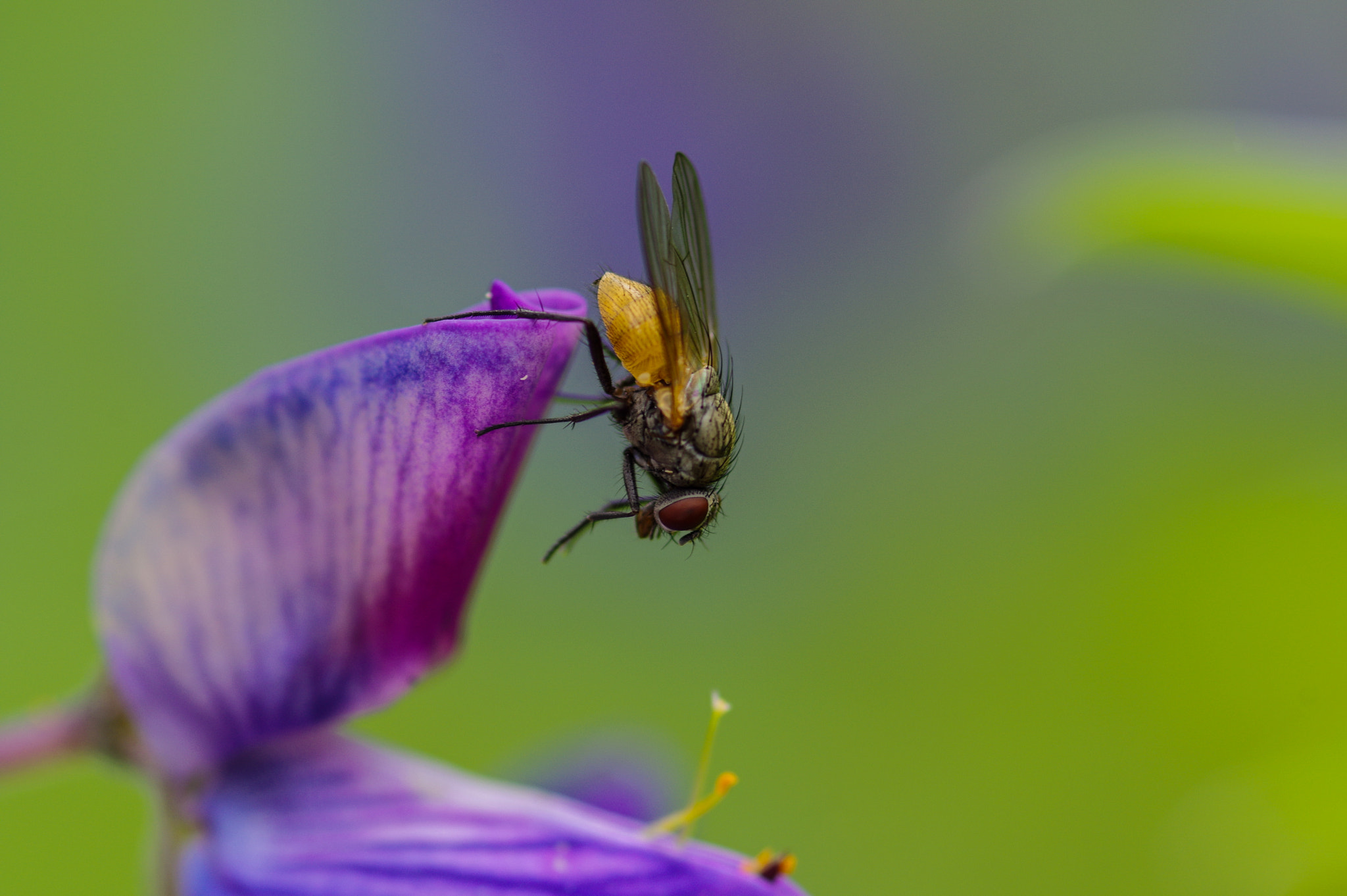 Pentax smc D-FA 100mm F2.8 Macro WR sample photo. Fly photography
