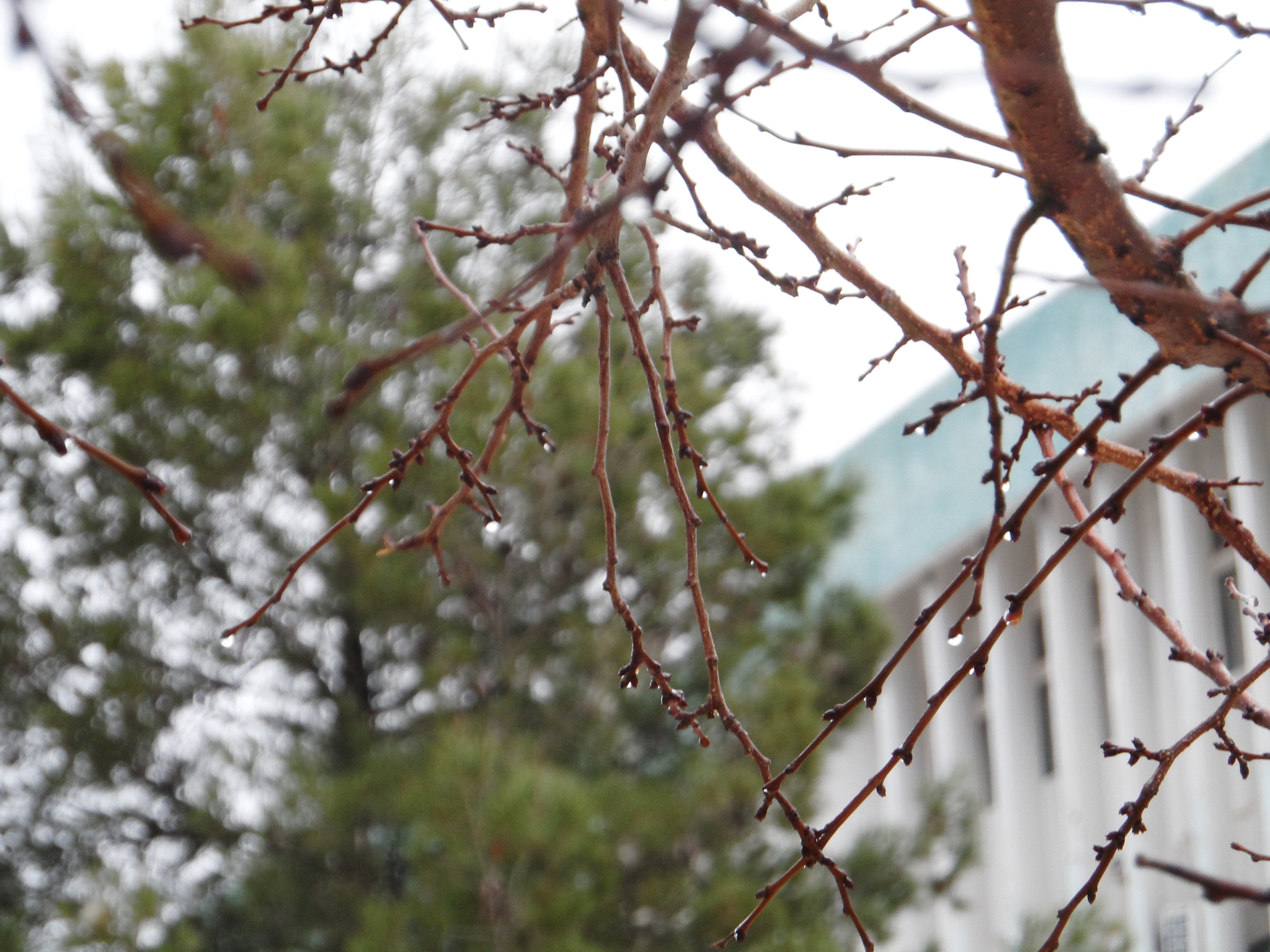 Samsung WB150 / WB150F / WB152 / WB152F / WB151 / WB151F / WB140 sample photo. Drops of life photography