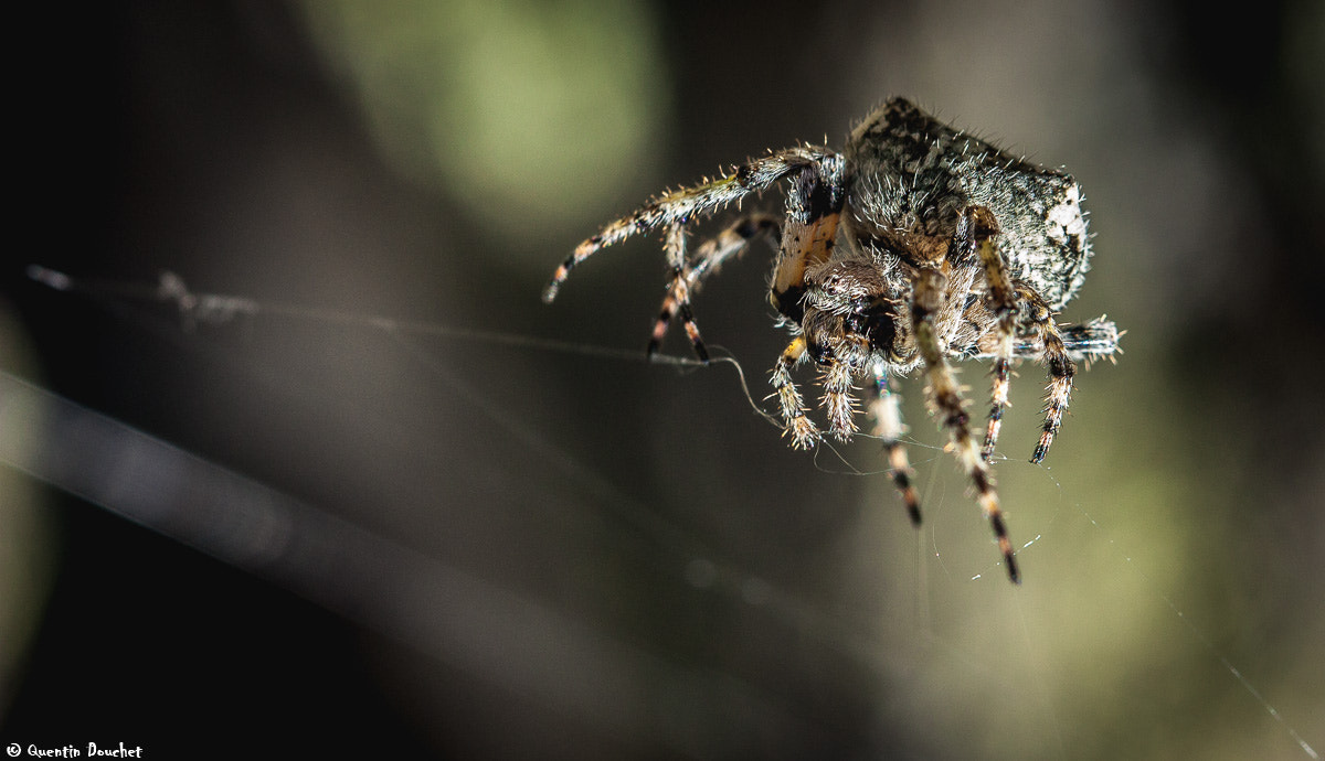 Canon EF 100mm F2.8 Macro USM sample photo. Sur le fil photography