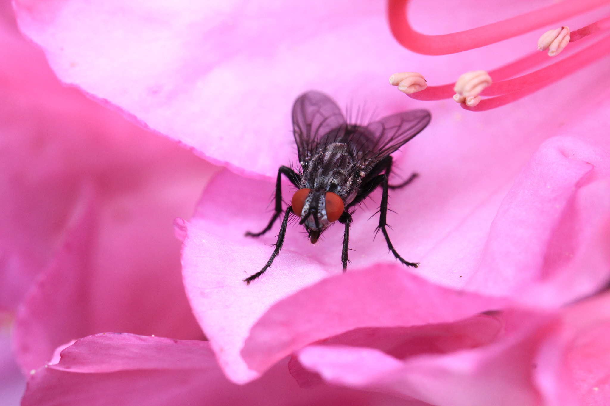 Canon EOS 550D (EOS Rebel T2i / EOS Kiss X4) + Canon EF 100mm F2.8L Macro IS USM sample photo. Fly on pink photography