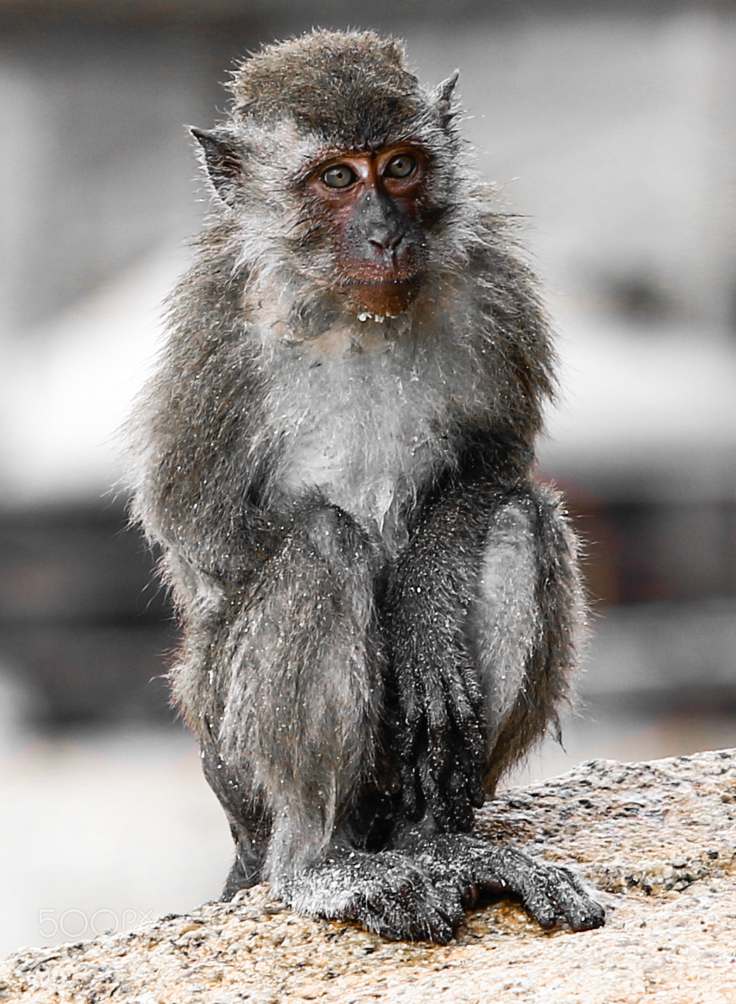 Canon EF 70-200mm F2.8L IS II USM sample photo. Beach monkey photography