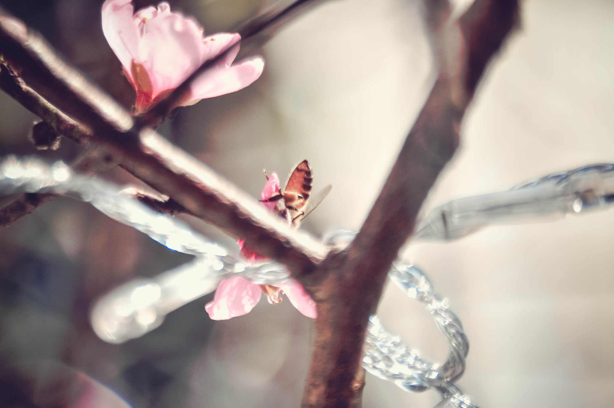 AF Zoom-Nikkor 28-105mm f/3.5-4.5D IF sample photo. Peach flower 1 photography