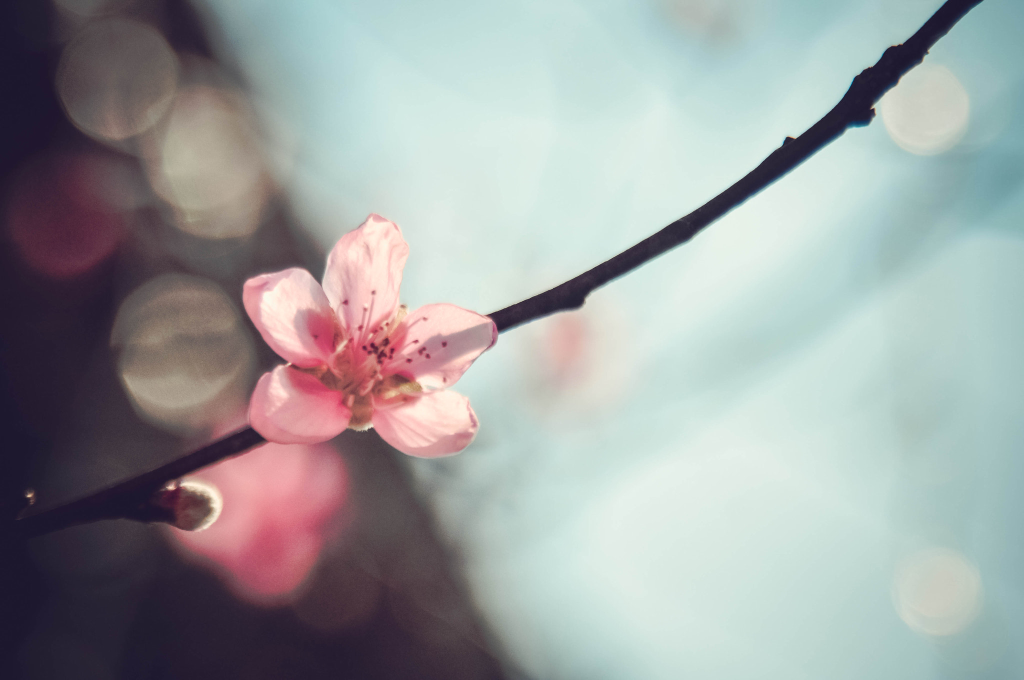 Nikon D90 sample photo. Peach flower 2 photography