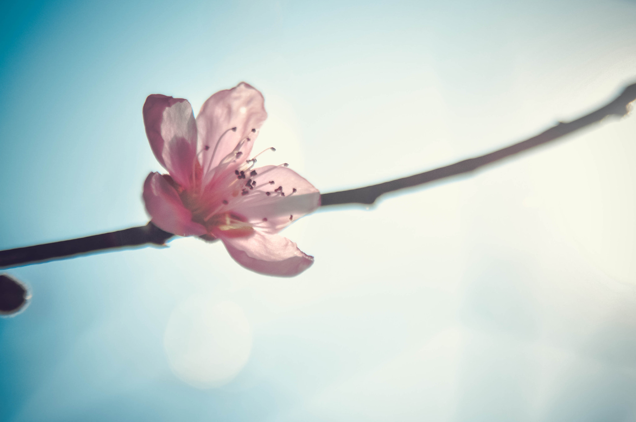 AF Zoom-Nikkor 28-105mm f/3.5-4.5D IF sample photo. Peach flower 3 photography