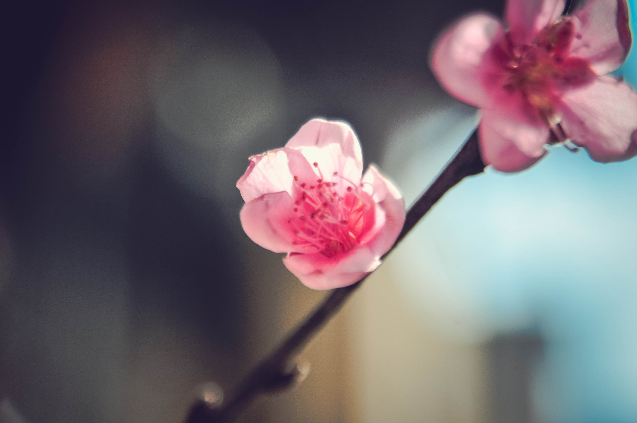 Nikon D90 sample photo. Peach flower 5 photography