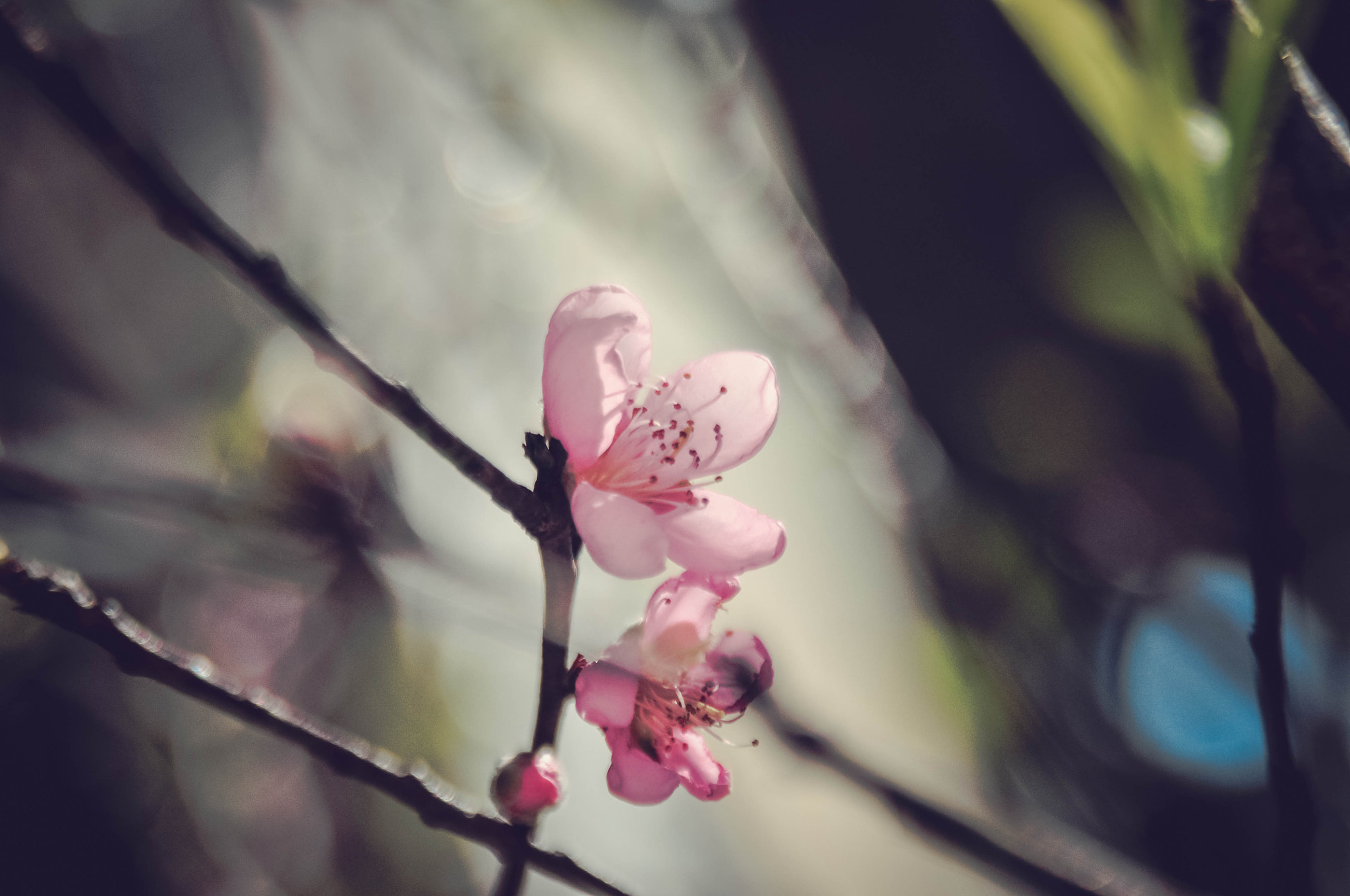 Nikon D90 sample photo. Peach flower 4 photography