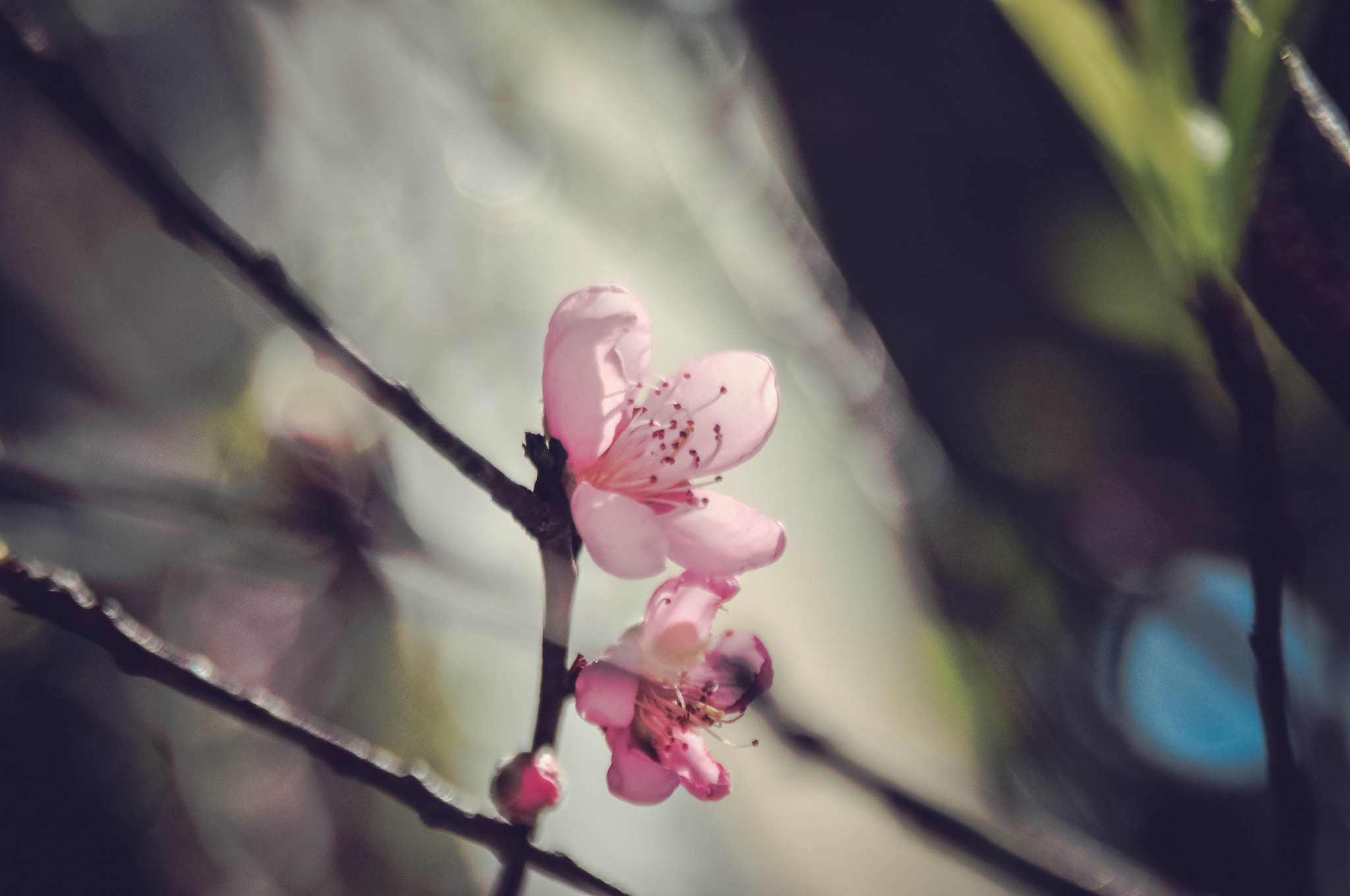 AF Zoom-Nikkor 28-105mm f/3.5-4.5D IF sample photo. Peach flower 4 photography