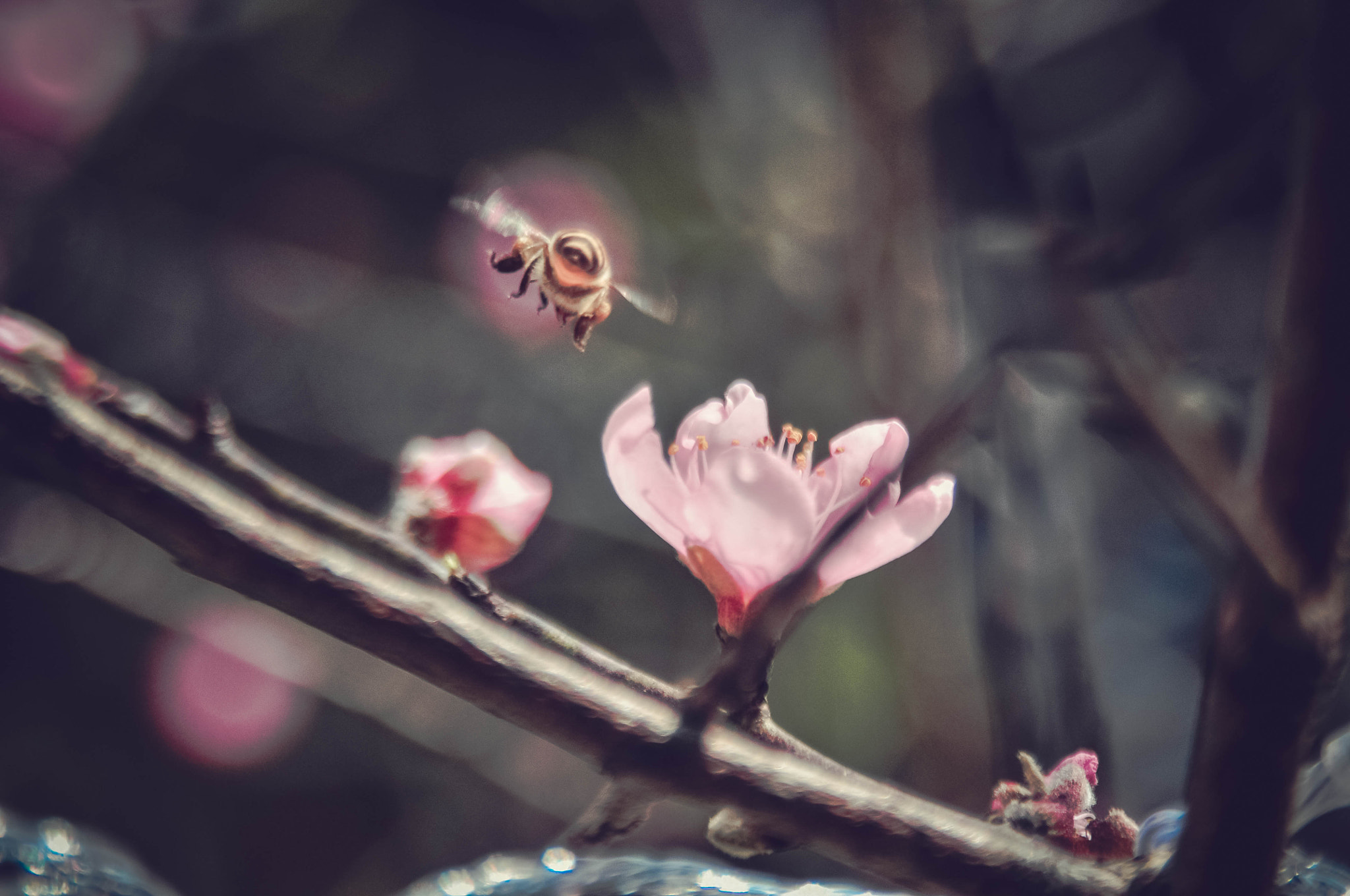 AF Zoom-Nikkor 28-105mm f/3.5-4.5D IF sample photo. Peach flower 6 photography