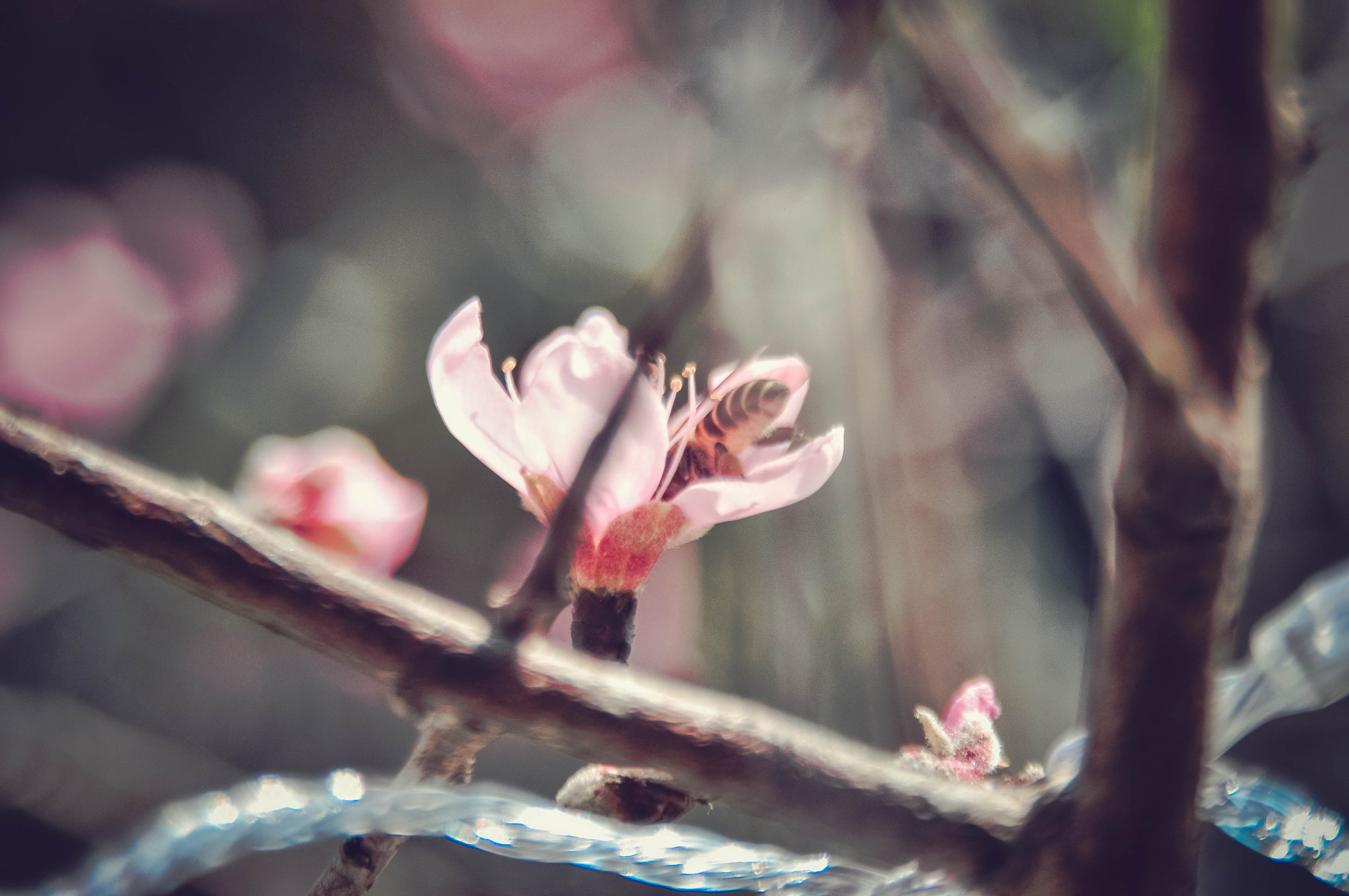 Nikon D90 sample photo. Peach flower 7 photography