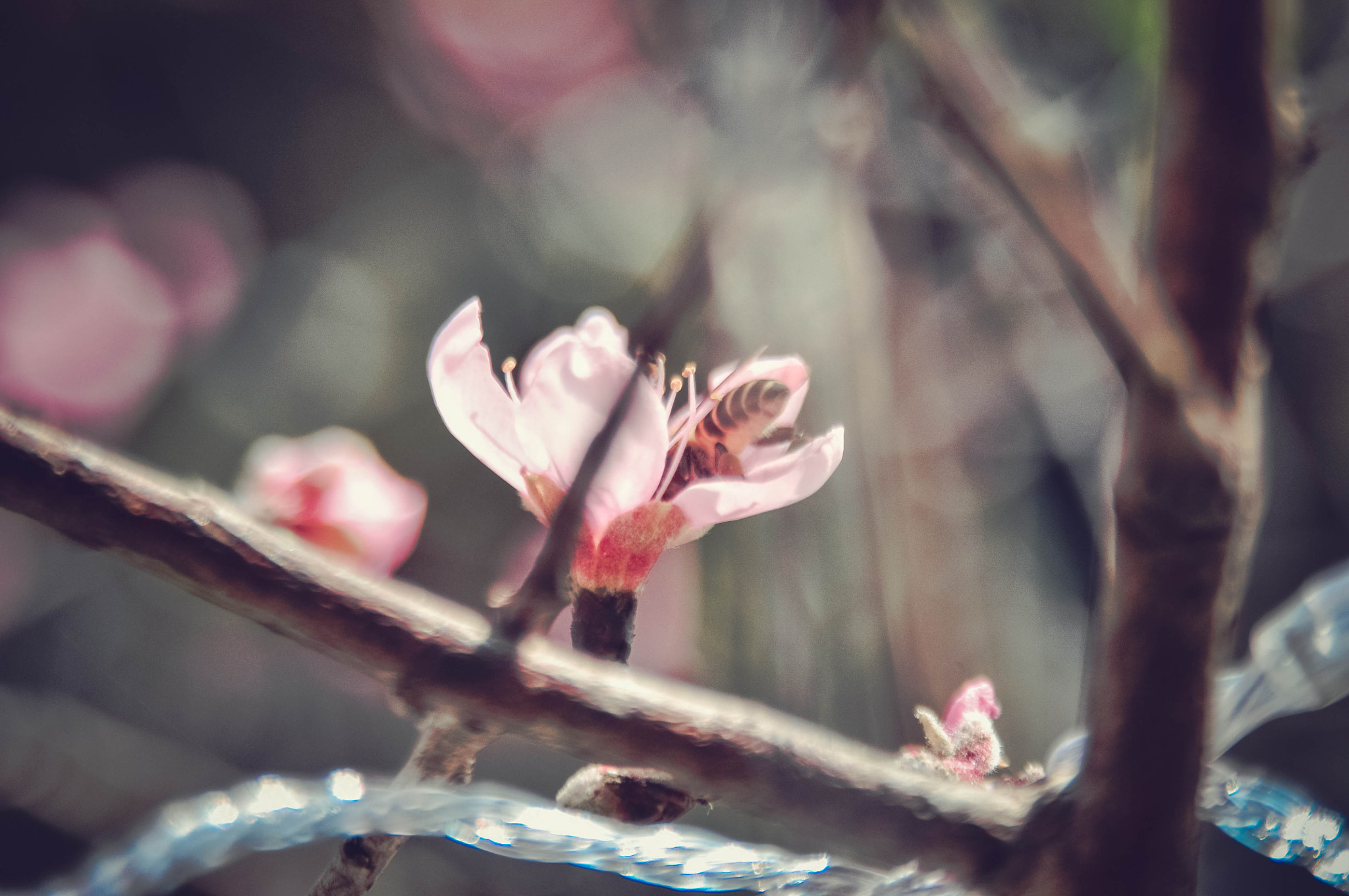 Nikon D90 + AF Zoom-Nikkor 28-105mm f/3.5-4.5D IF sample photo. Peach flower 7 photography