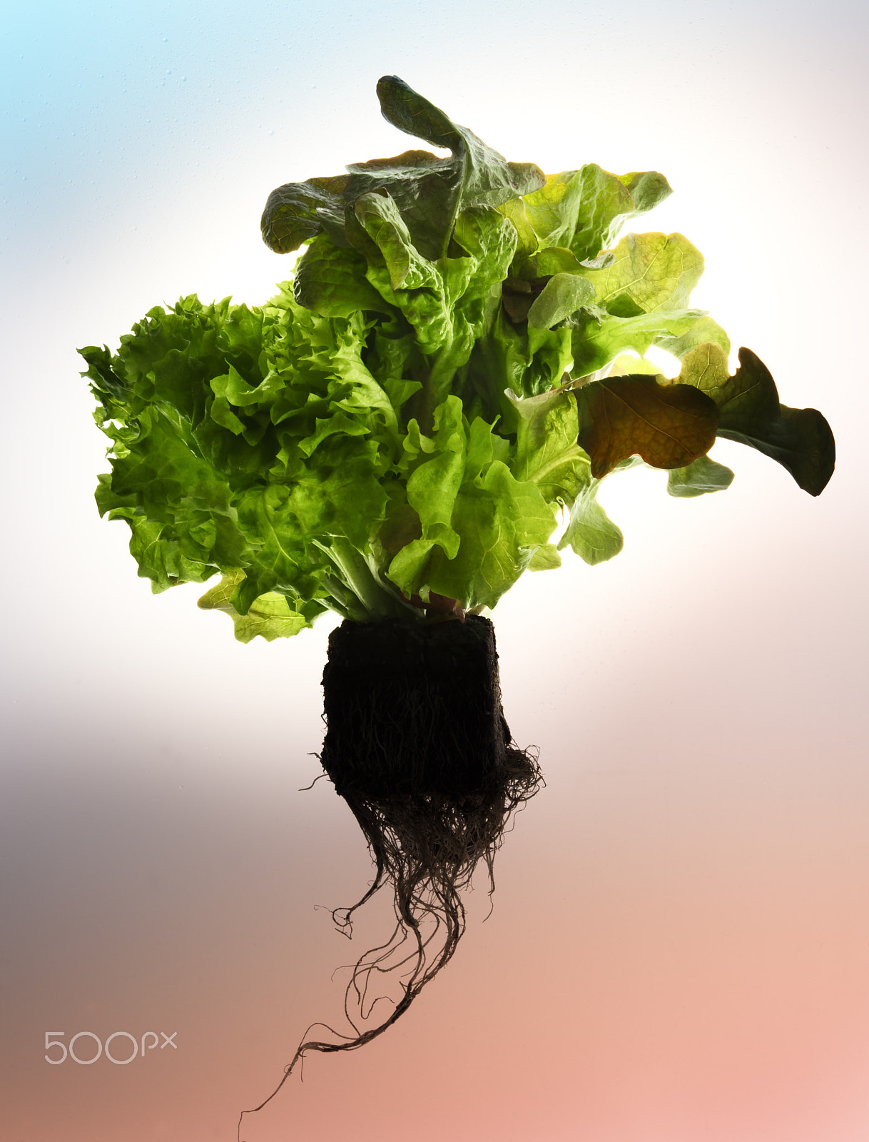 Nikon AF-S Micro-Nikkor 60mm F2.8G ED sample photo. Lettuce salad photography