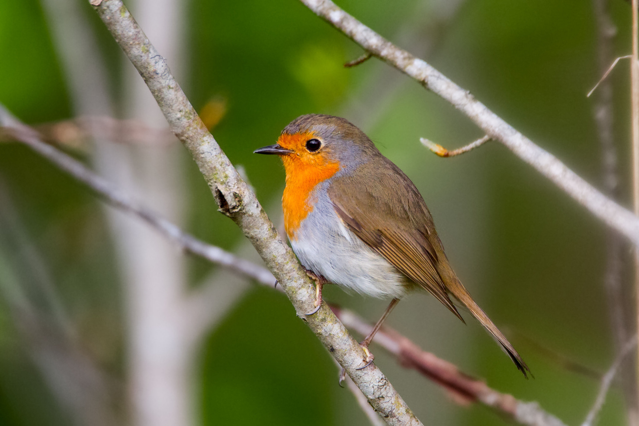 Canon EF 500mm F4L IS USM sample photo. Robin photography