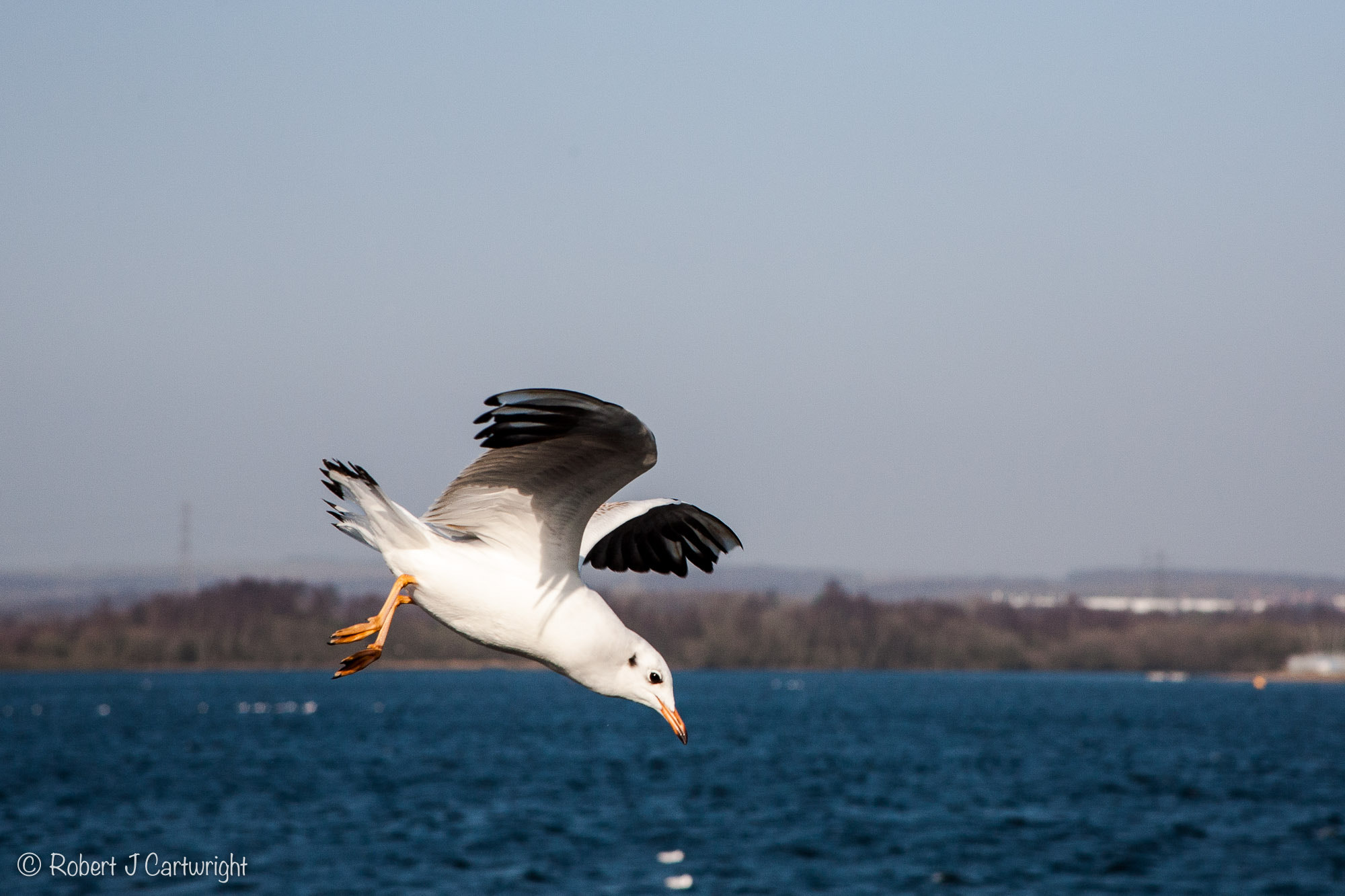 Canon EF 28-105mm f/3.5-4.5 USM sample photo. Dive photography