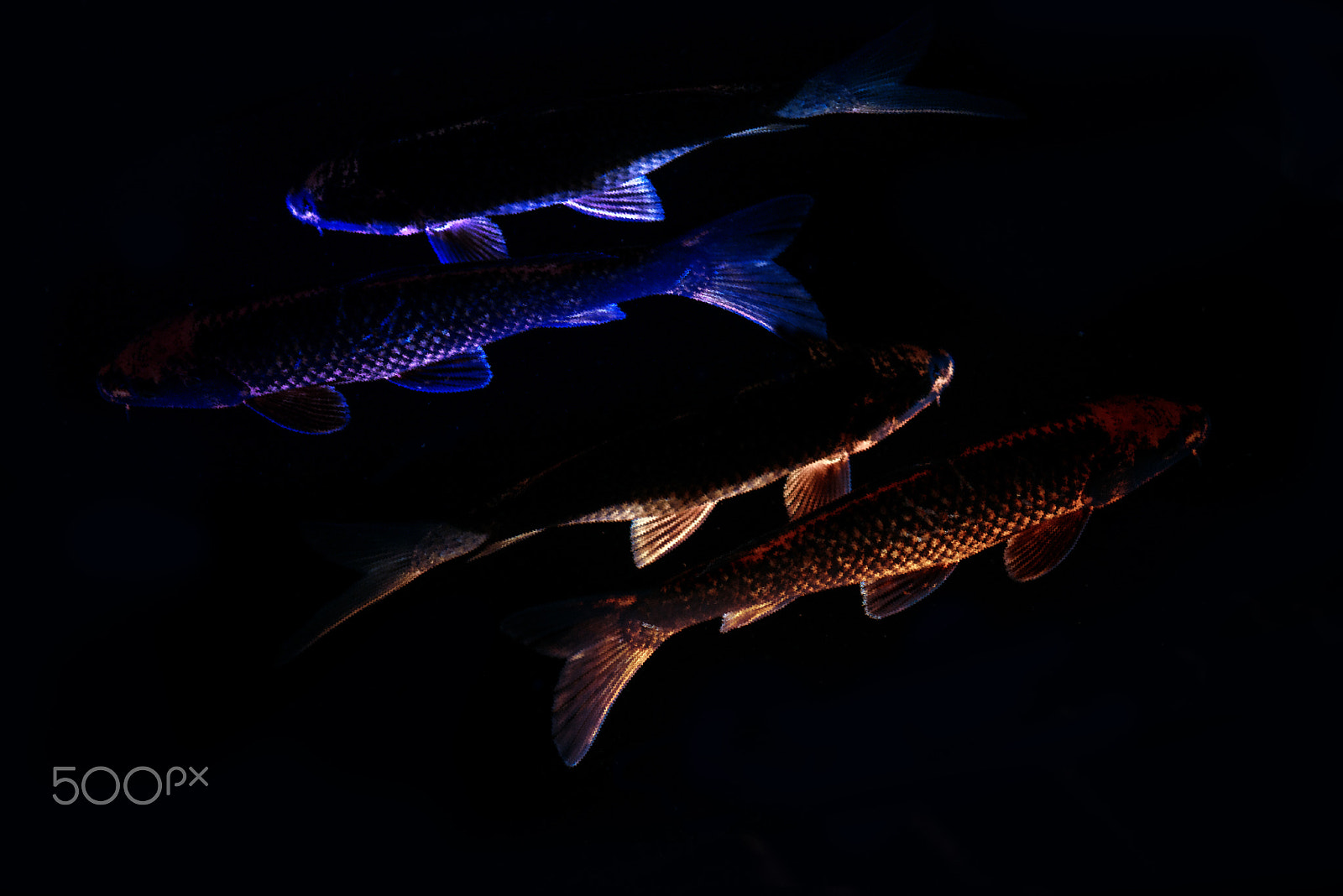 Nikon D800 sample photo. Koi fish contour with  blur effect on black background photography