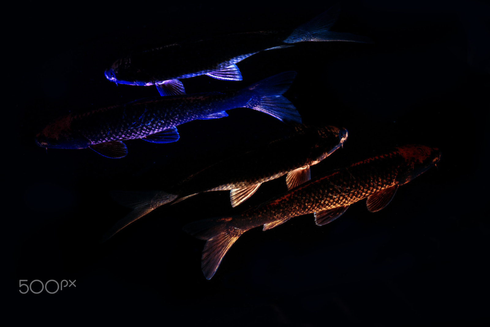 Nikon AF-S Micro-Nikkor 60mm F2.8G ED sample photo. Koi fish contour with  blur effect on black background photography