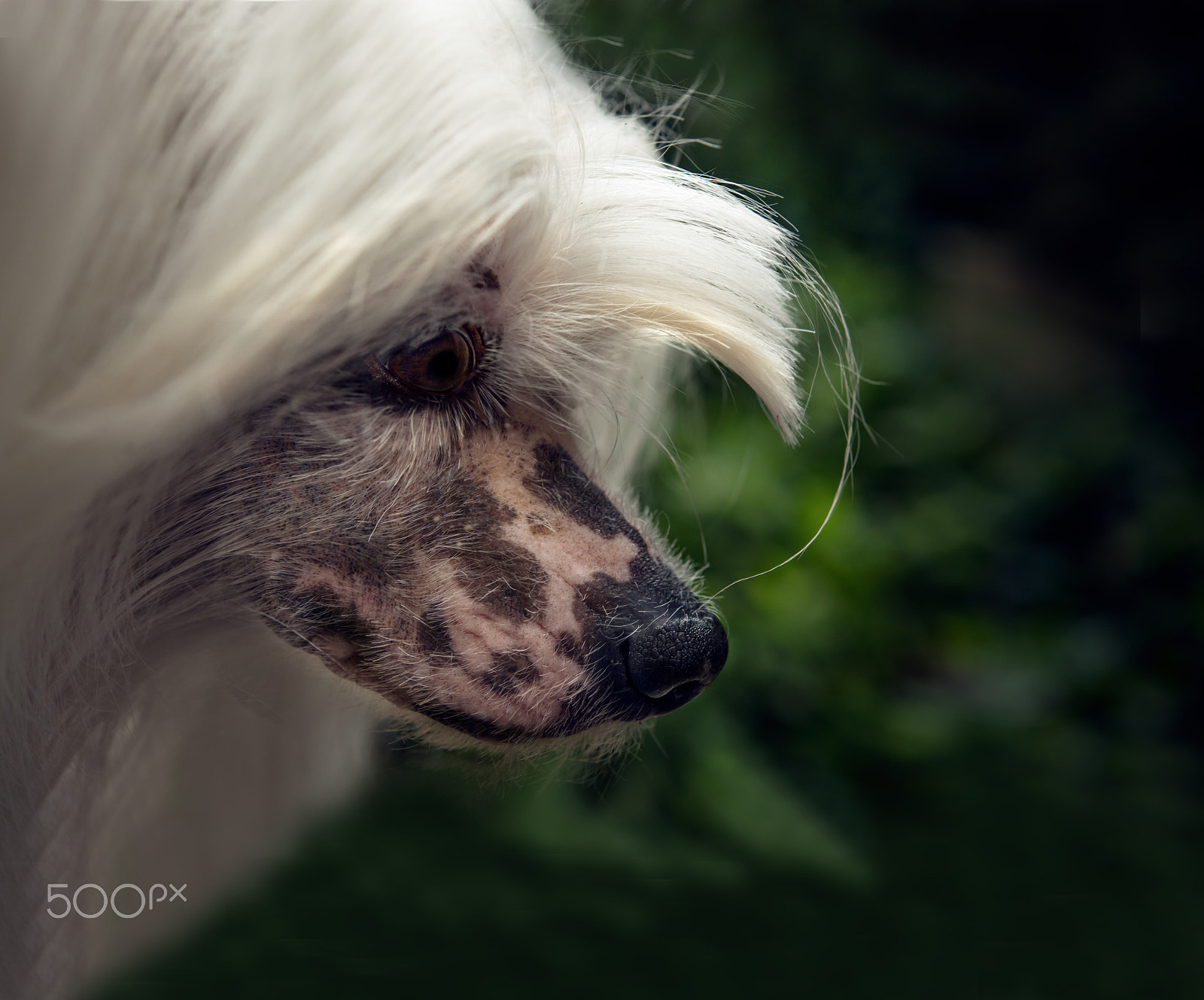 Nikon AF-S Micro-Nikkor 60mm F2.8G ED sample photo. Hdog head,hairless dog ,chinese crested photography