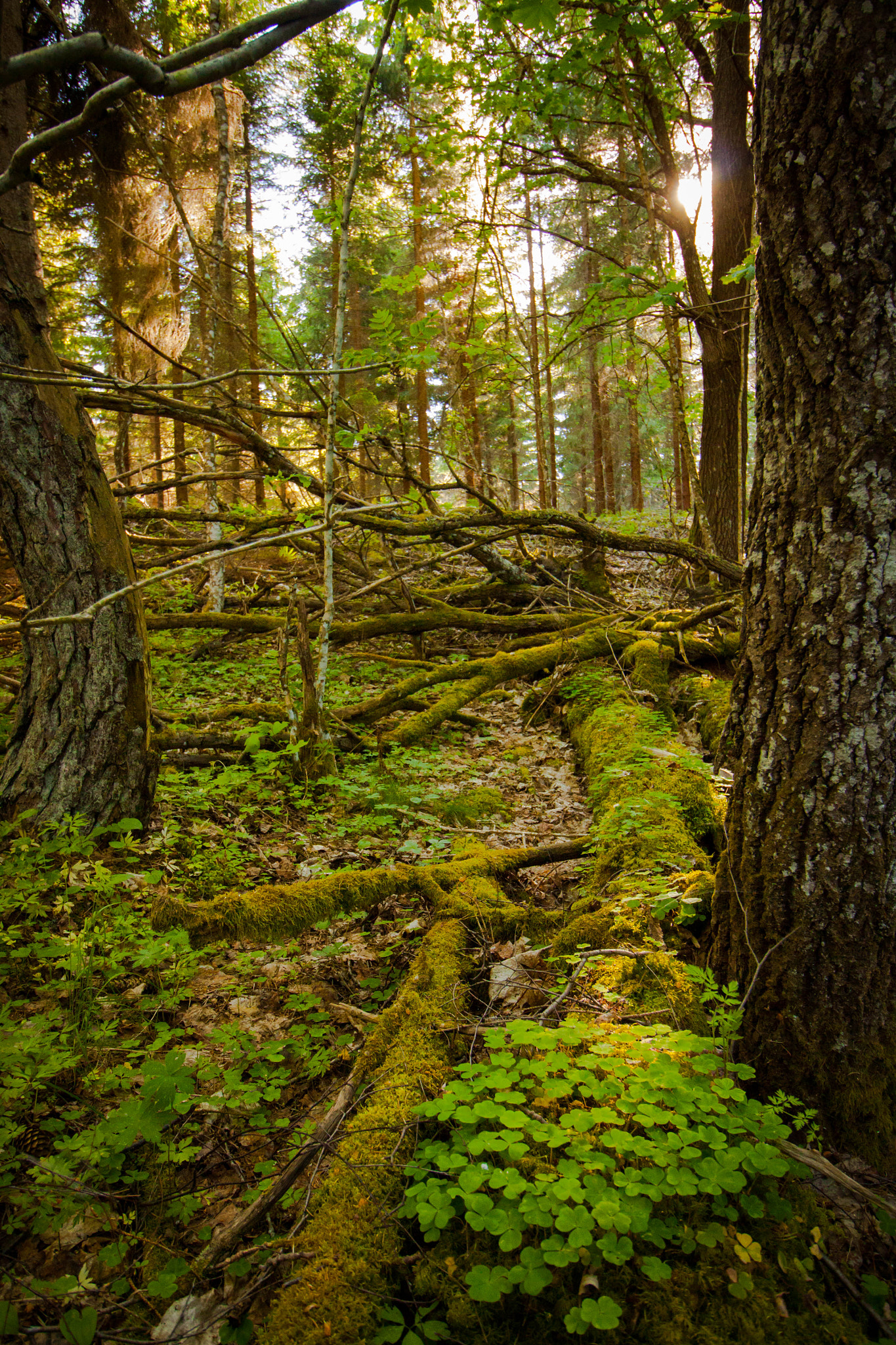 Canon EOS 500D (EOS Rebel T1i / EOS Kiss X3) sample photo. Forest photography