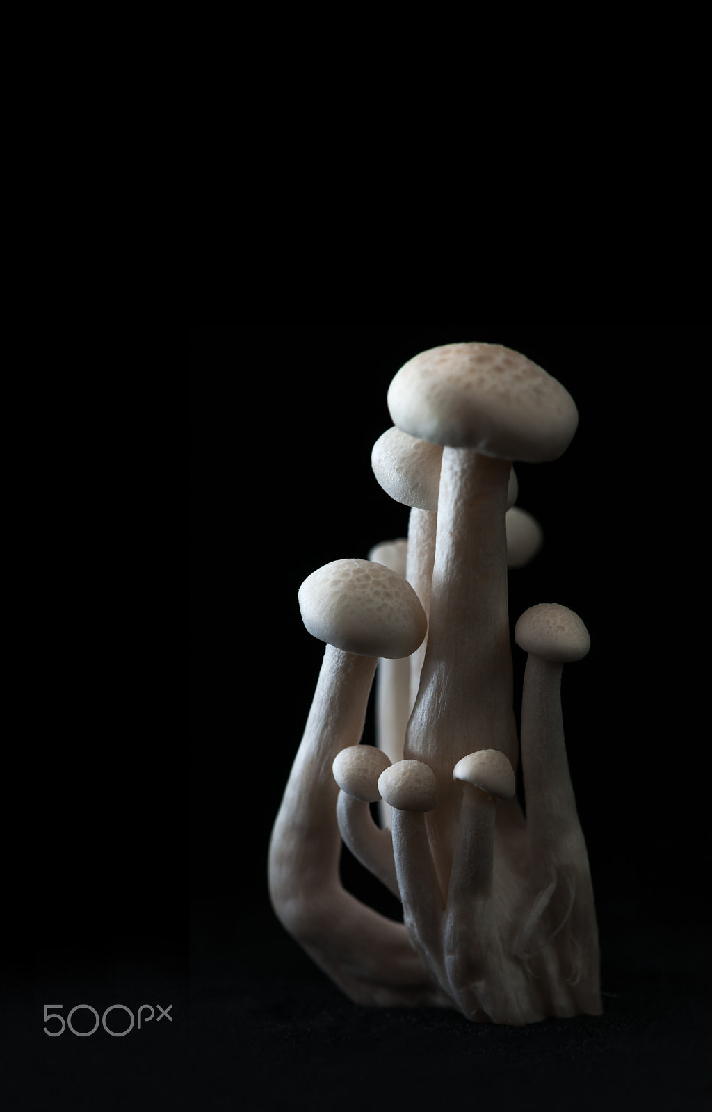 Nikon AF-S Micro-Nikkor 60mm F2.8G ED sample photo. Mushrooms,honey agaric photography