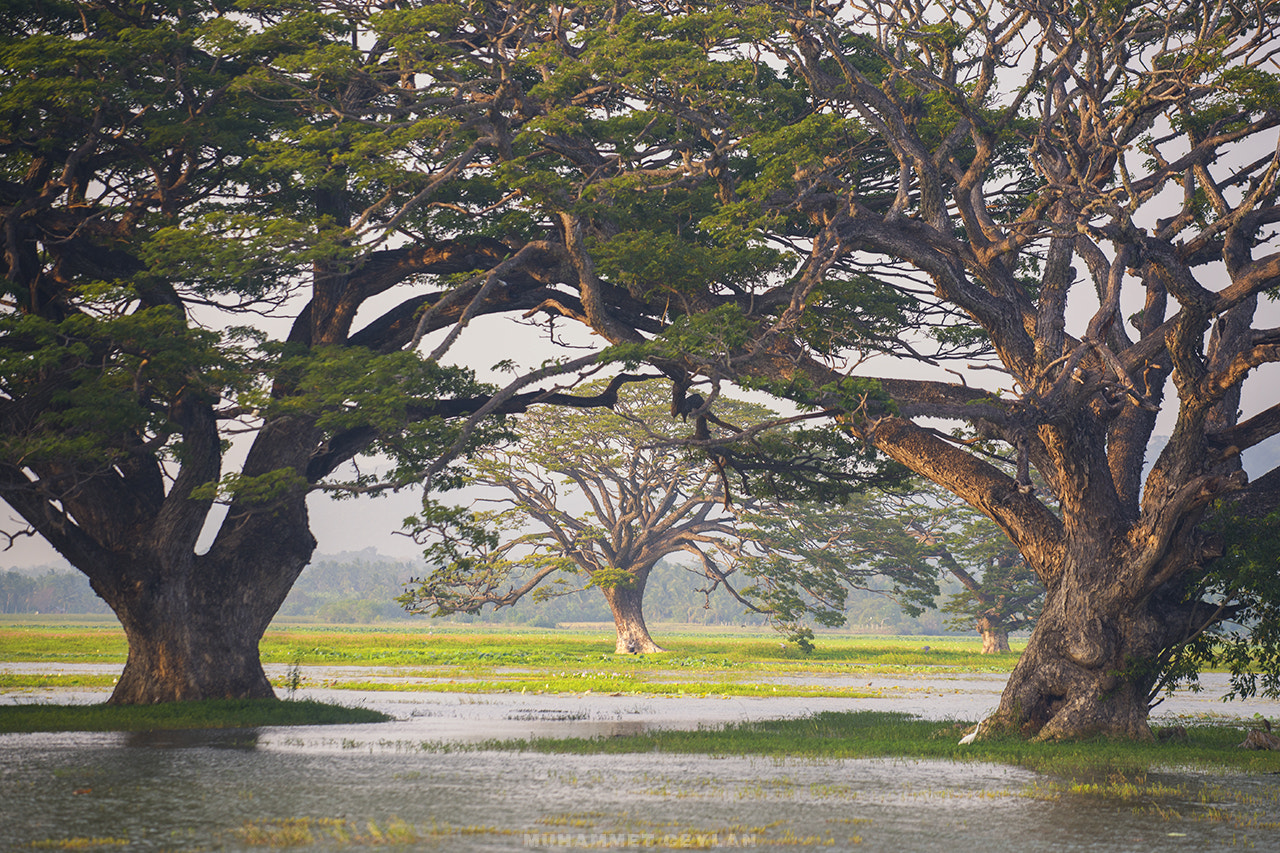 Nikon AF-S Nikkor 70-200mm F4G ED VR sample photo. Trees photography