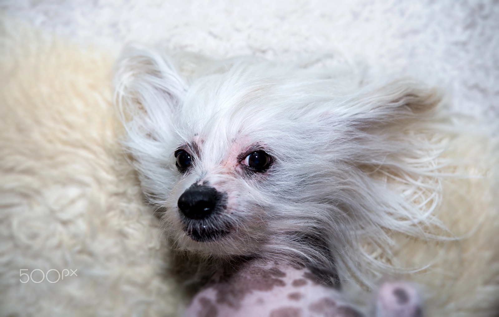 Nikon D800 sample photo. Hairless dog ,chinese crested dog photography
