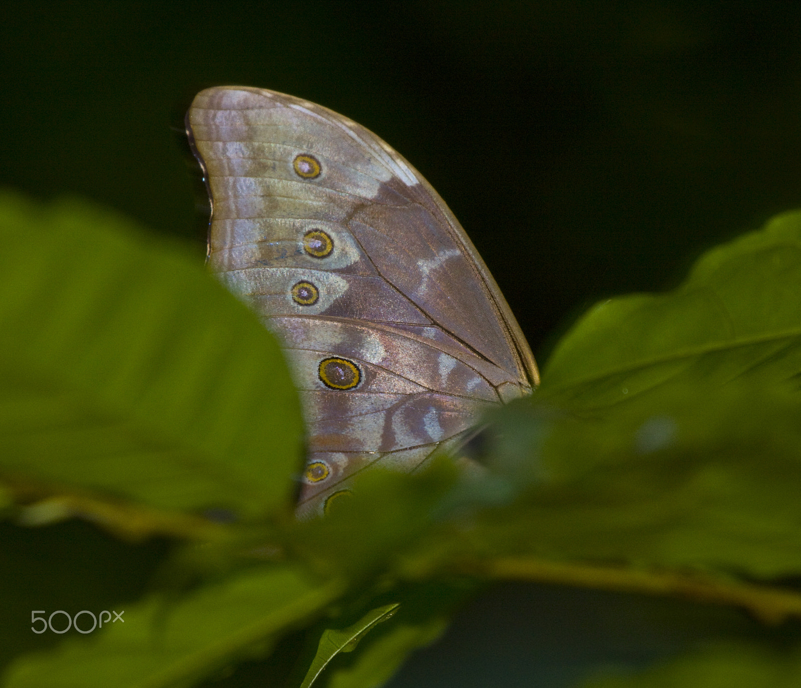 Canon EOS 50D + Canon EF 100-400mm F4.5-5.6L IS USM sample photo. Sleeping morpho photography