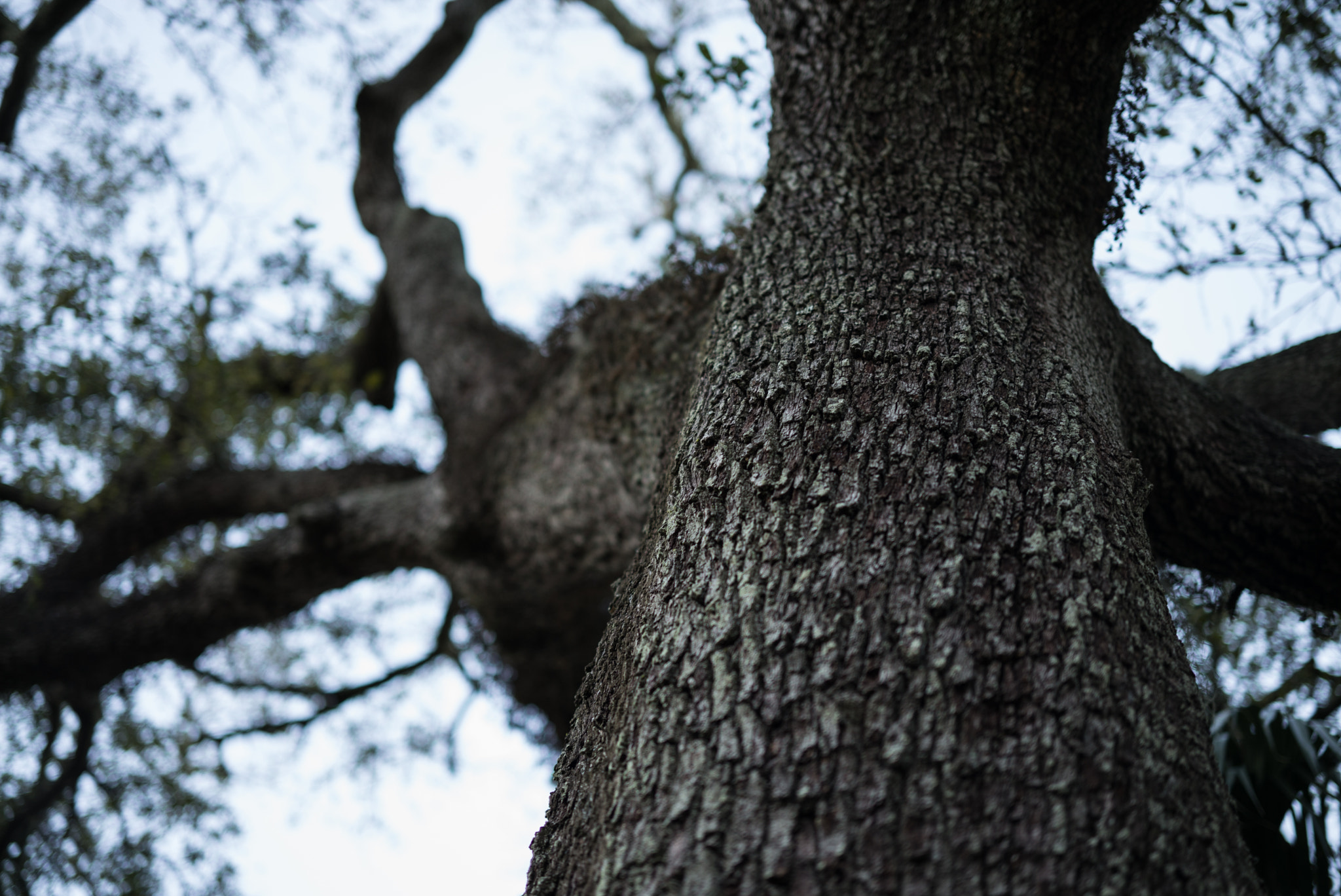 Leica APO-Summicron-M 50mm F2 ASPH sample photo. Branches photography