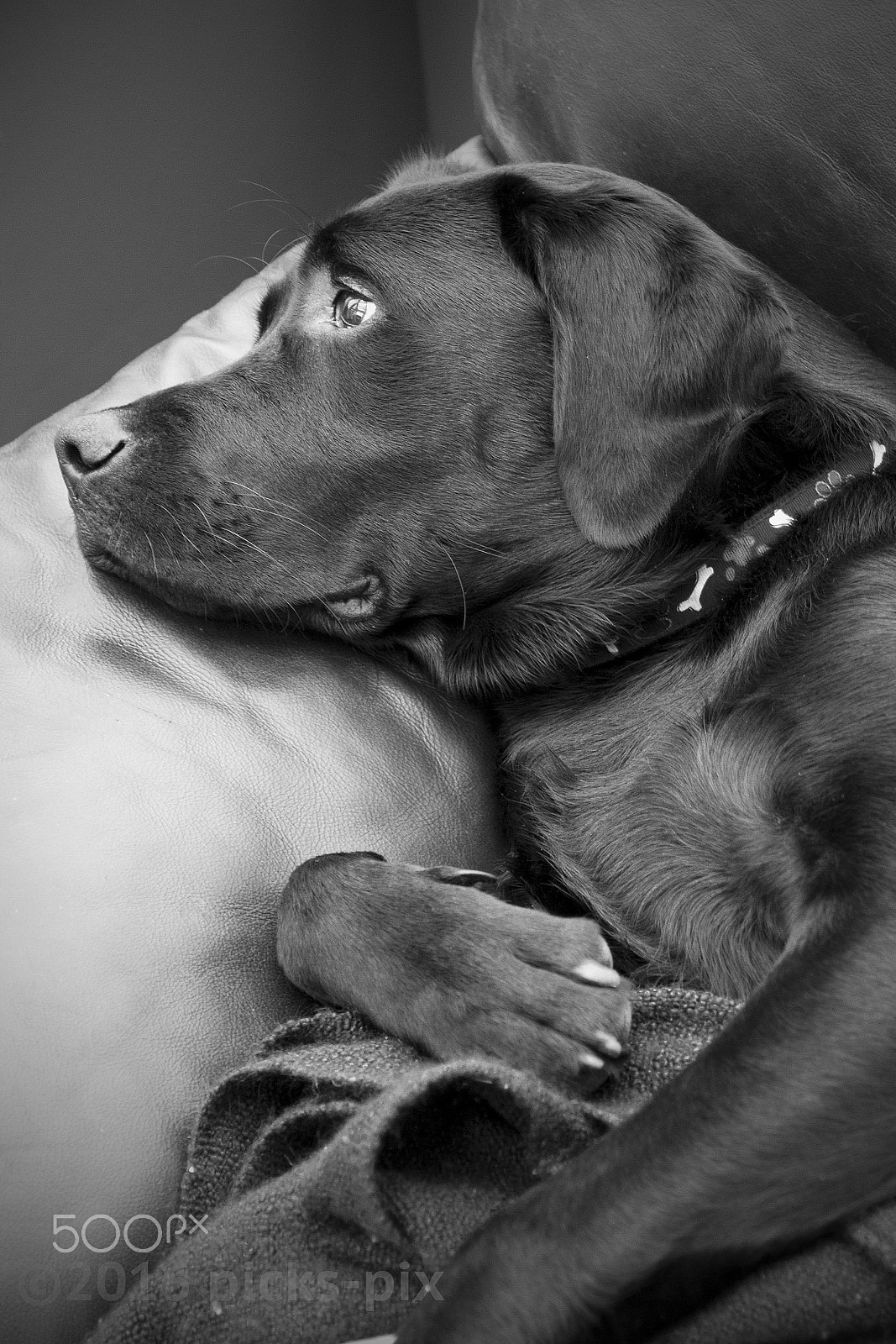 Canon EF 28-105mm f/3.5-4.5 USM sample photo. Sleepy ned photography