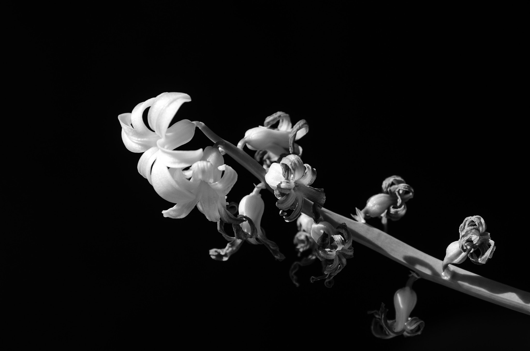 Nikon D5100 sample photo. Finishing to bloom... photography