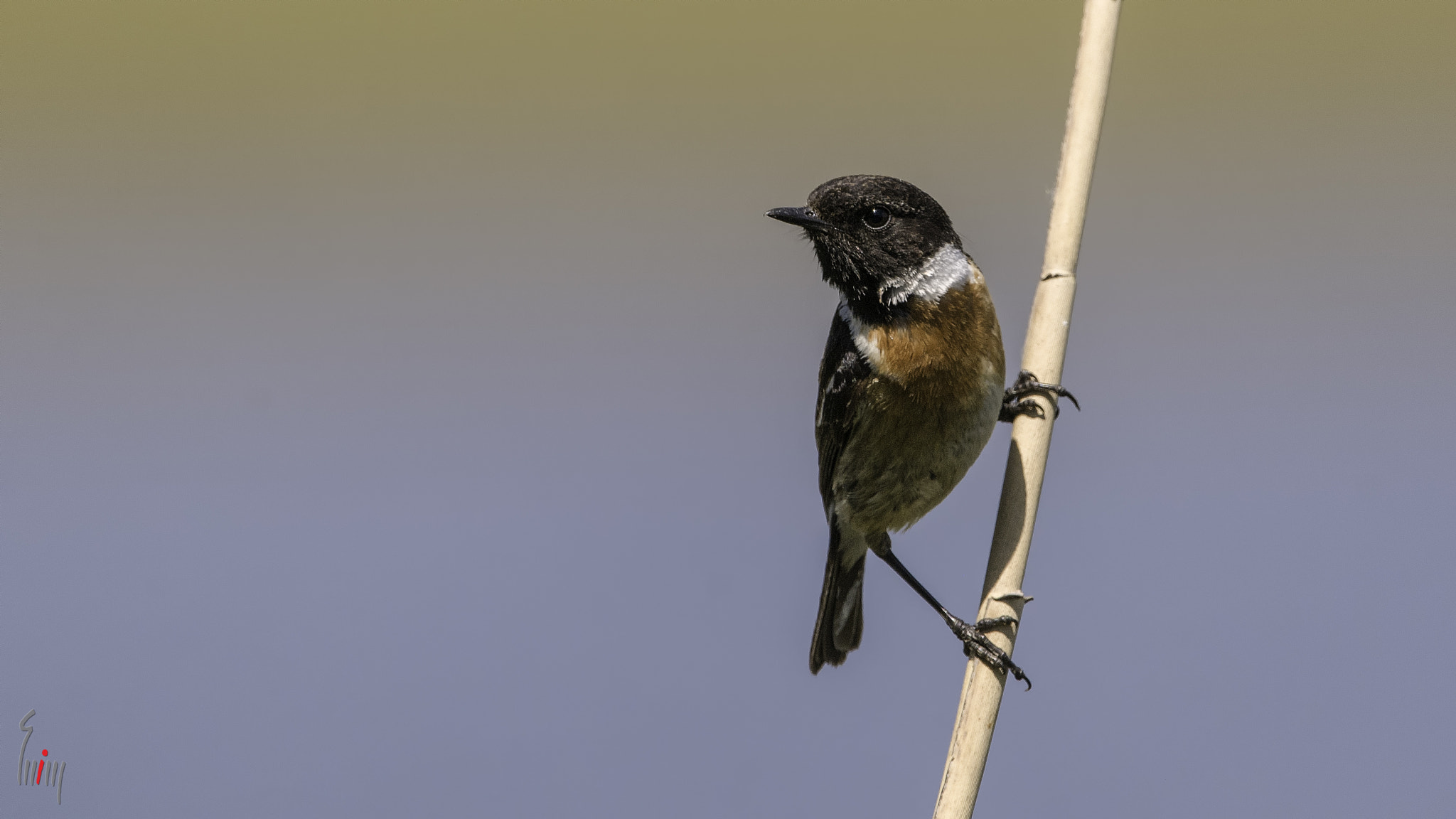 Nikon D300 + Nikon AF-S Nikkor 500mm F4G ED VR sample photo. Common stonechat photography