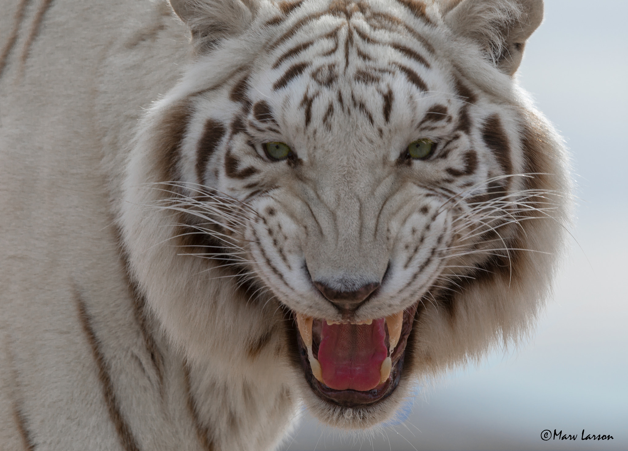 Tamron SP 150-600mm F5-6.3 Di VC USD sample photo