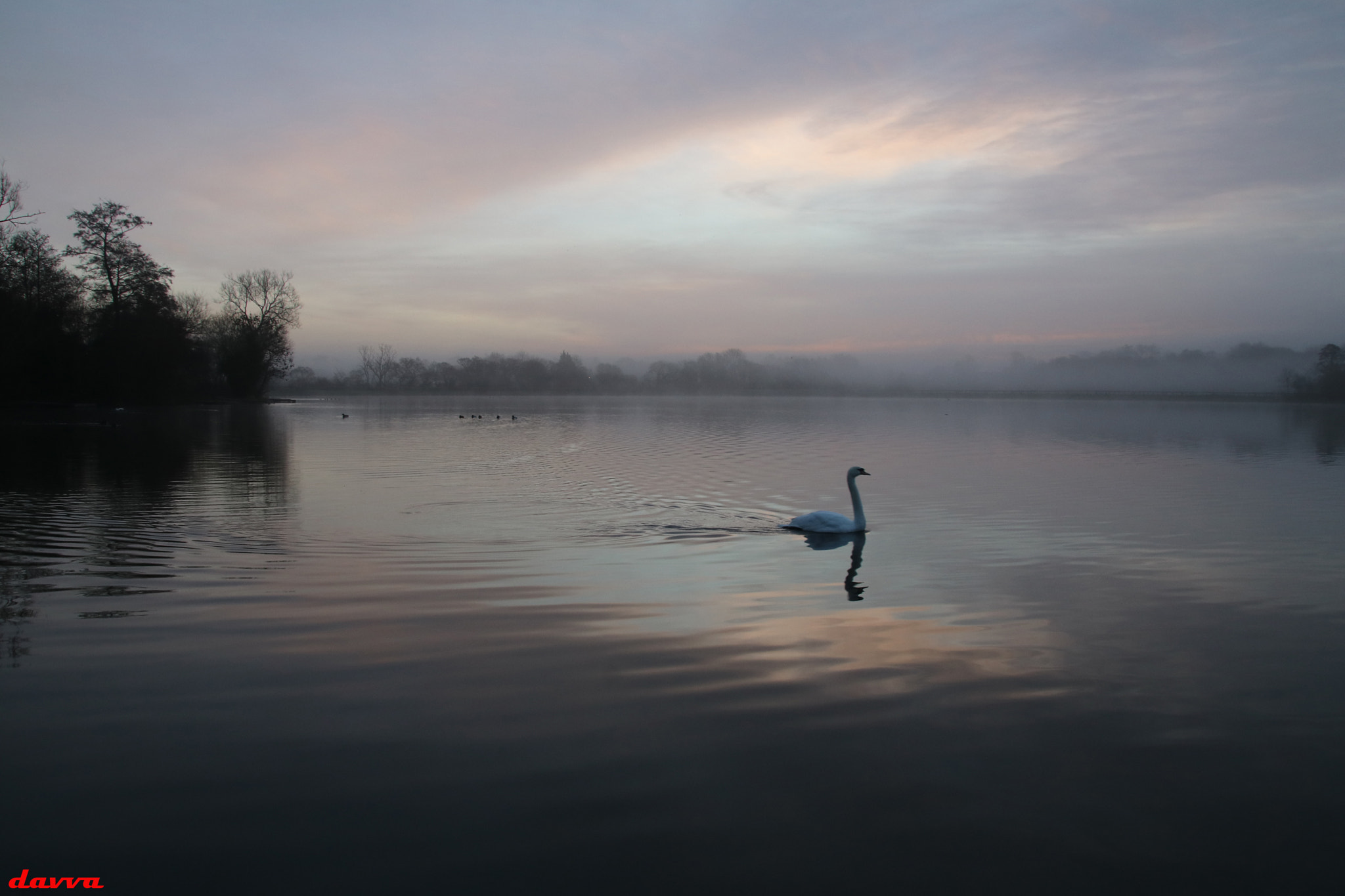 Sigma 18-250mm F3.5-6.3 DC OS HSM sample photo. Swan lake photography