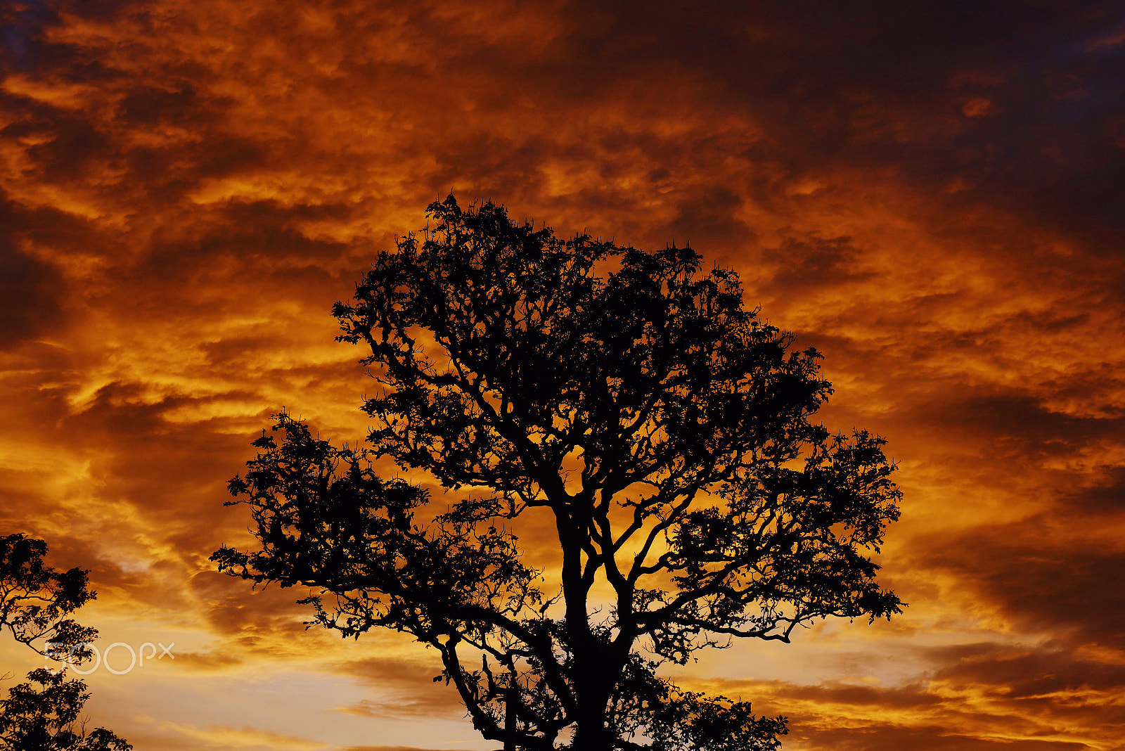 Panasonic Lumix DMC-GX8 sample photo. Beautiful sunset and a tree photography