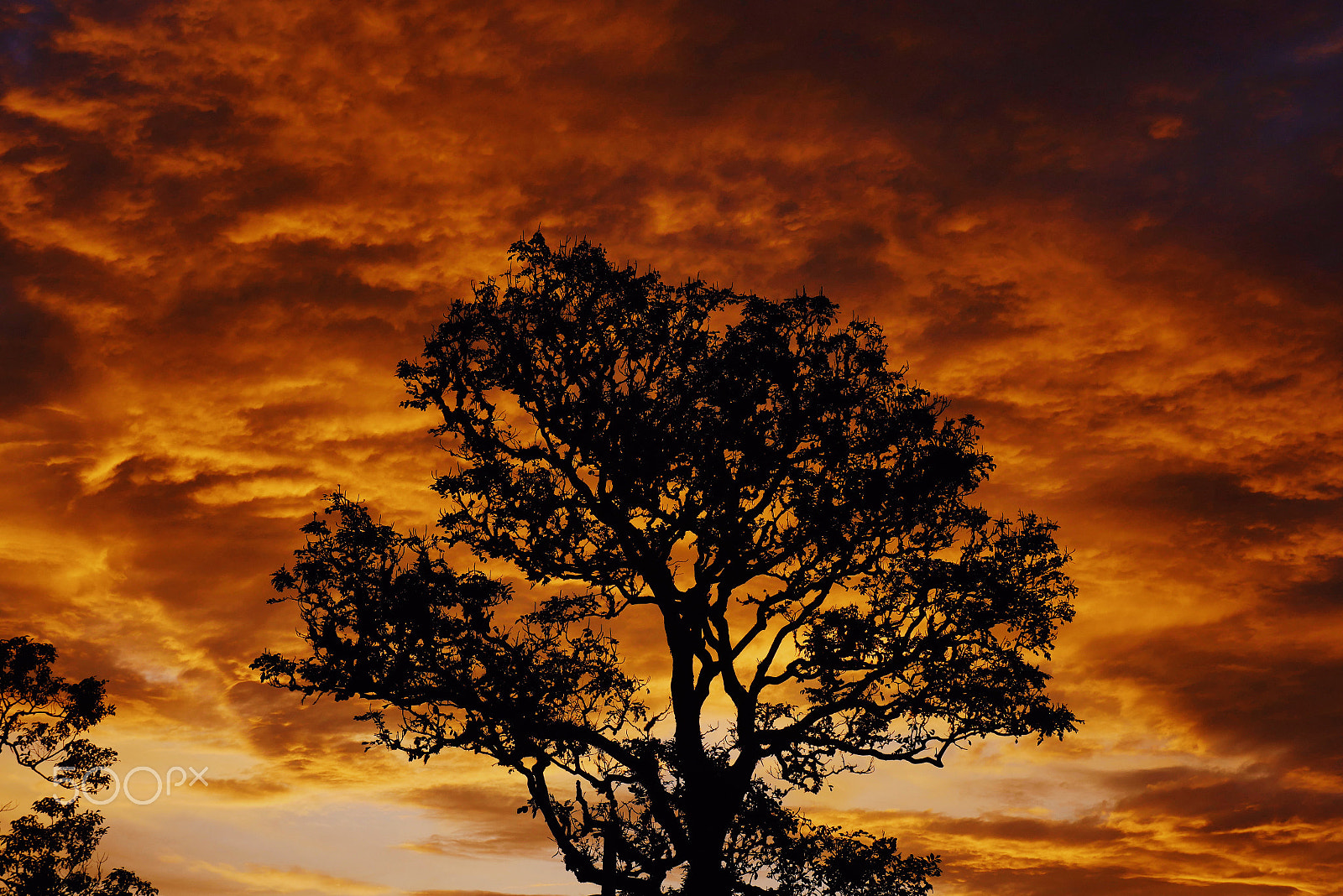 Panasonic Lumix G X Vario 12-35mm F2.8 ASPH Power OIS sample photo. Beautiful sunset and a tree photography