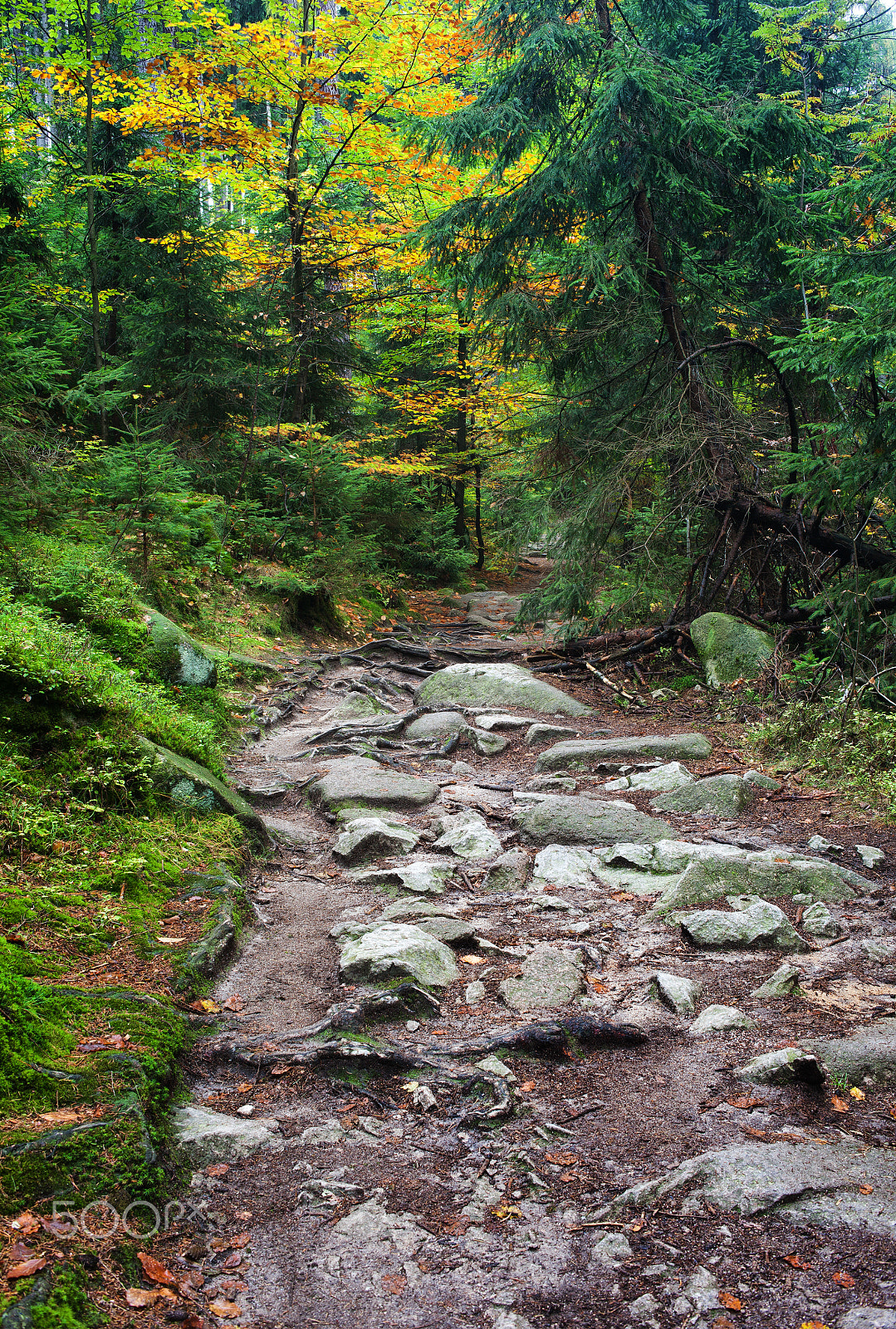 Canon EOS 5D Mark II + Canon EF 35mm F2 sample photo. Trail in autumn mountain forest photography