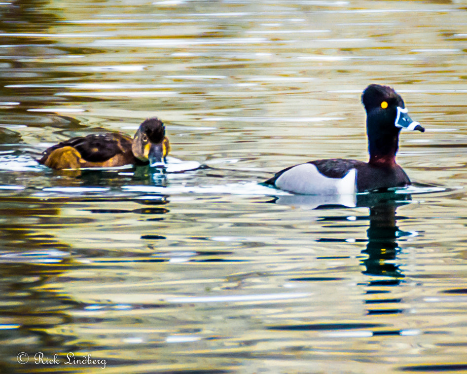 Pentax K-5 sample photo. Come with me photography