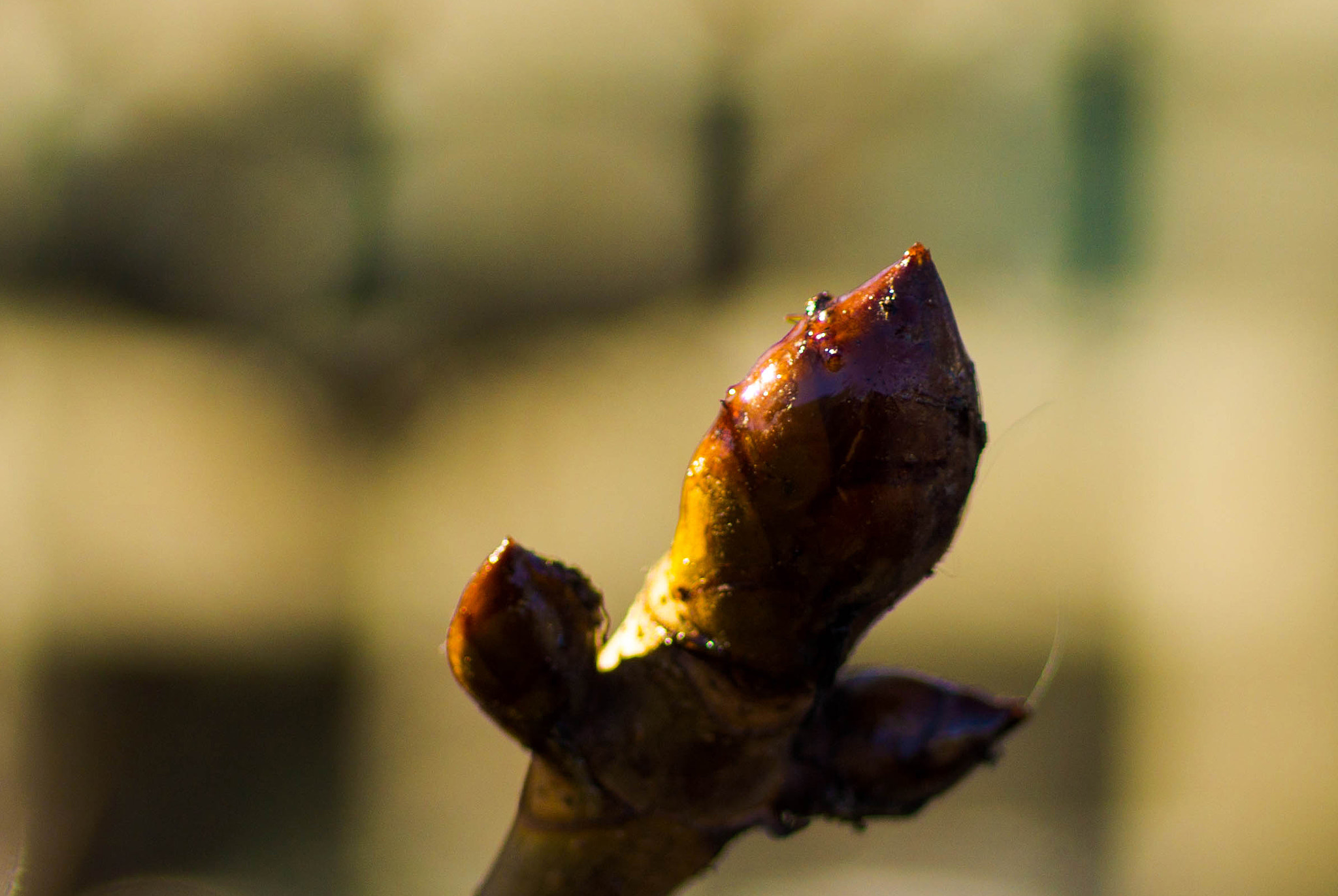 MACRO 50mm F2.8 sample photo. Early chestnut photography