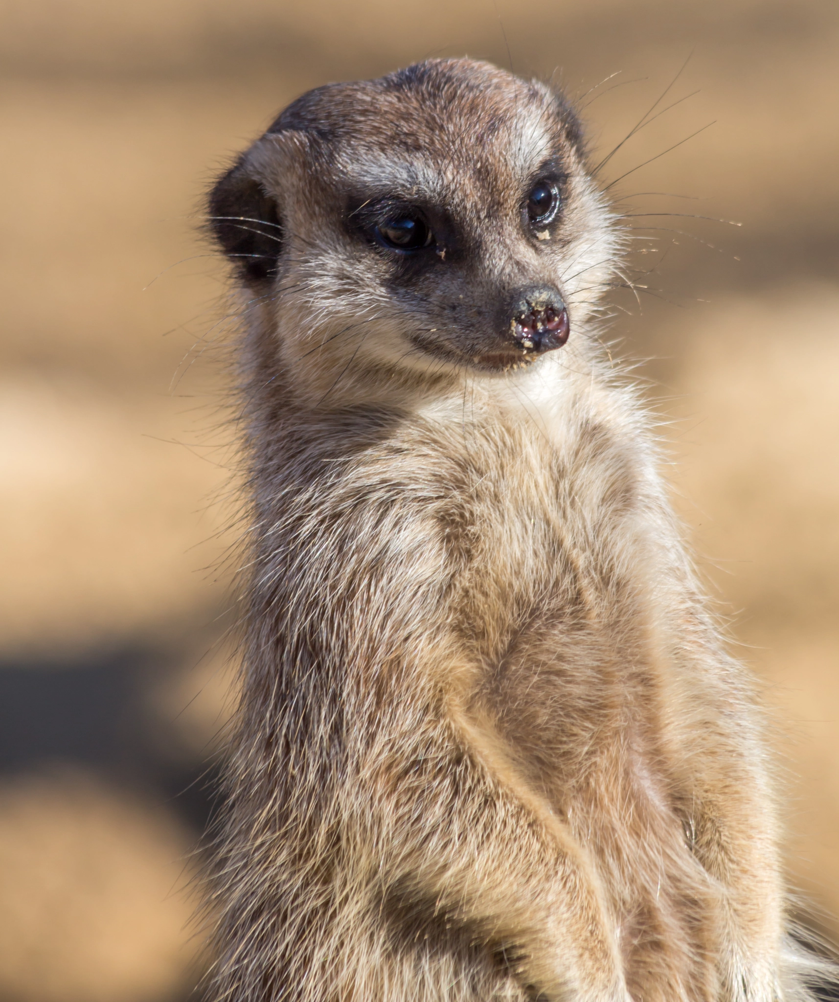 Canon EF 70-300mm F4-5.6 IS USM sample photo. Erdmännchen / suricata suricatta photography