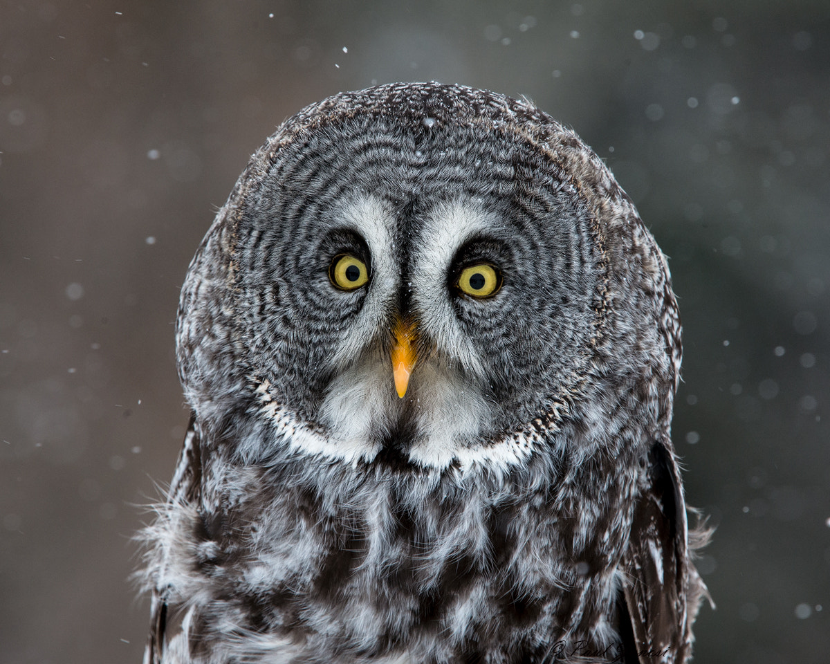 Nikon D4S + Nikon AF-S Nikkor 200-400mm F4G ED-IF VR sample photo. Great gray owl photography