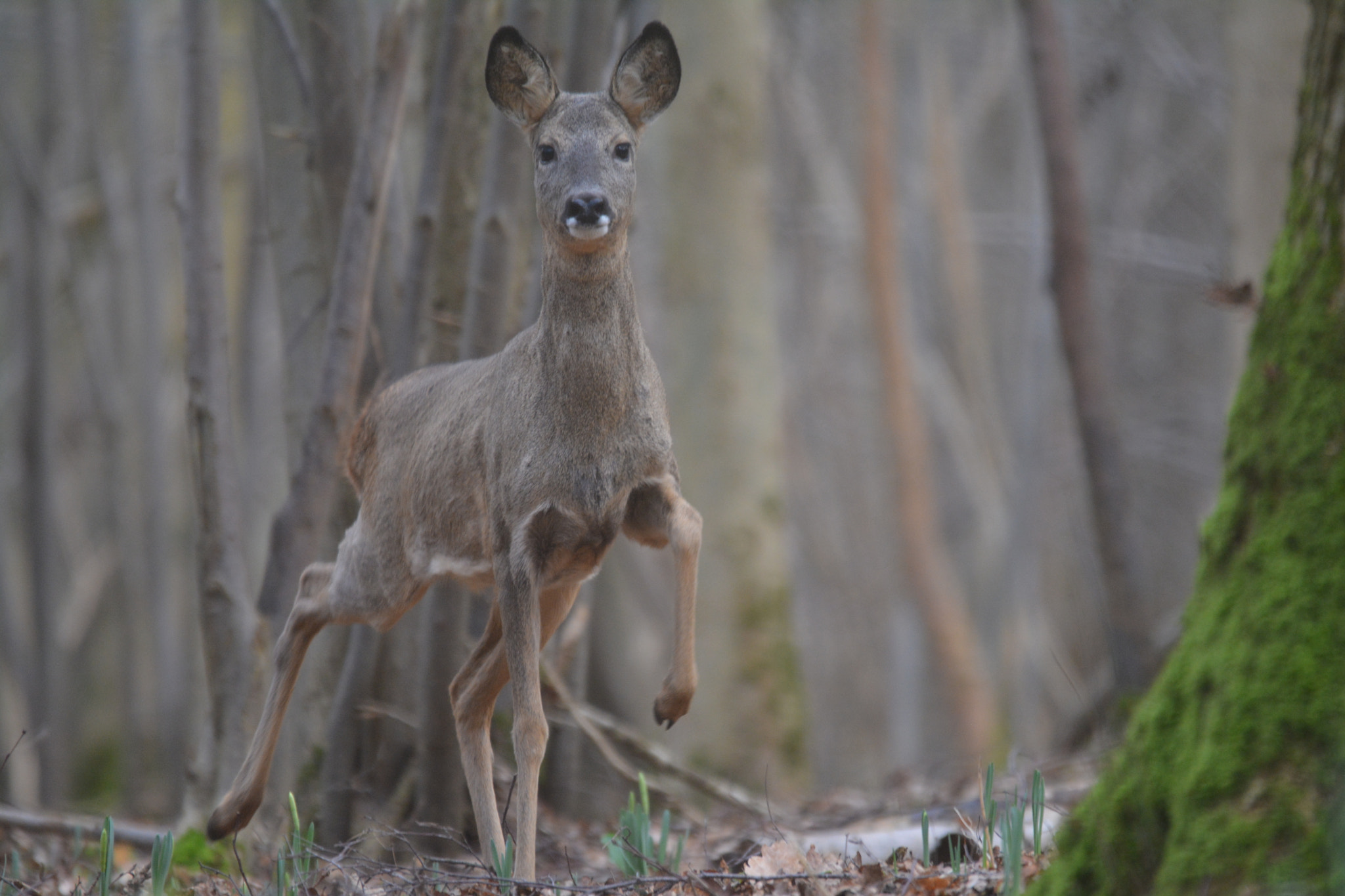 Nikon D5200 + Sigma 120-400mm F4.5-5.6 DG OS HSM sample photo