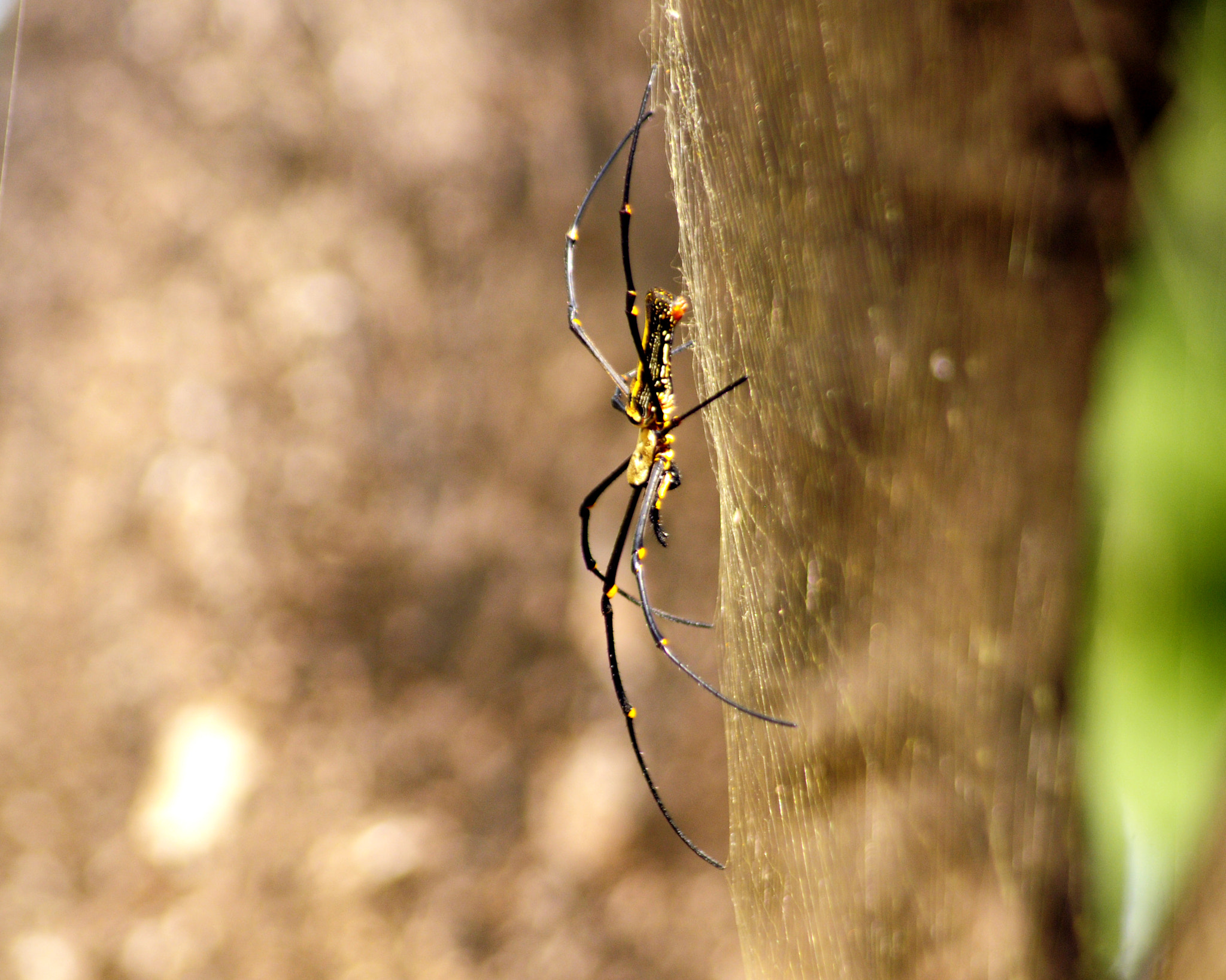 Nikon D300 sample photo. Spider photography
