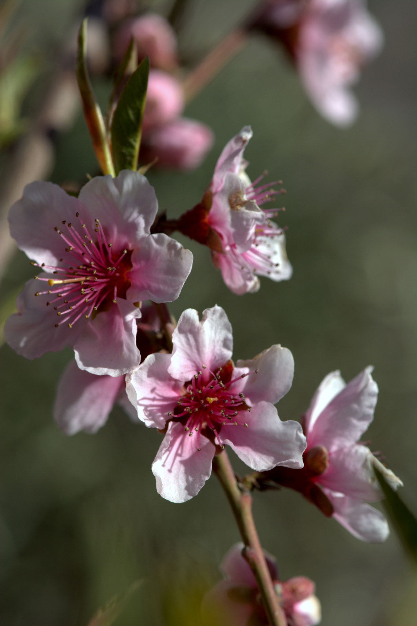Nikon AF-S Micro-Nikkor 105mm F2.8G IF-ED VR sample photo. Peach flower bouquet photography